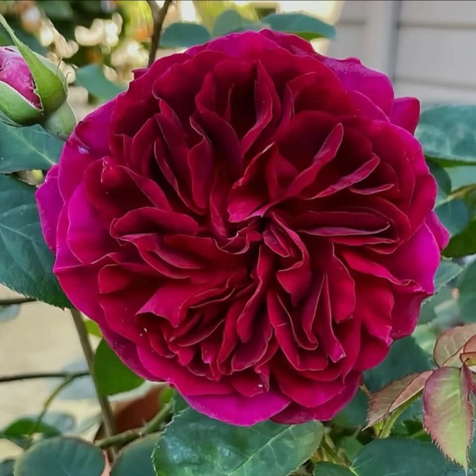 The Corail Gelée rose (also known Coral Jelly) is a striking Japanese ...