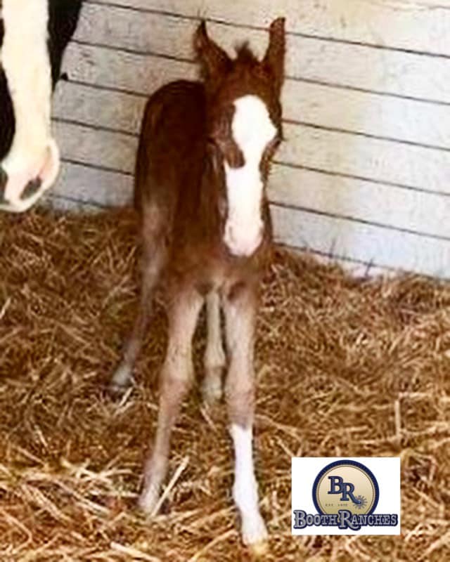 Booth Ranches - Horse Division - We are excited to welcome this ...