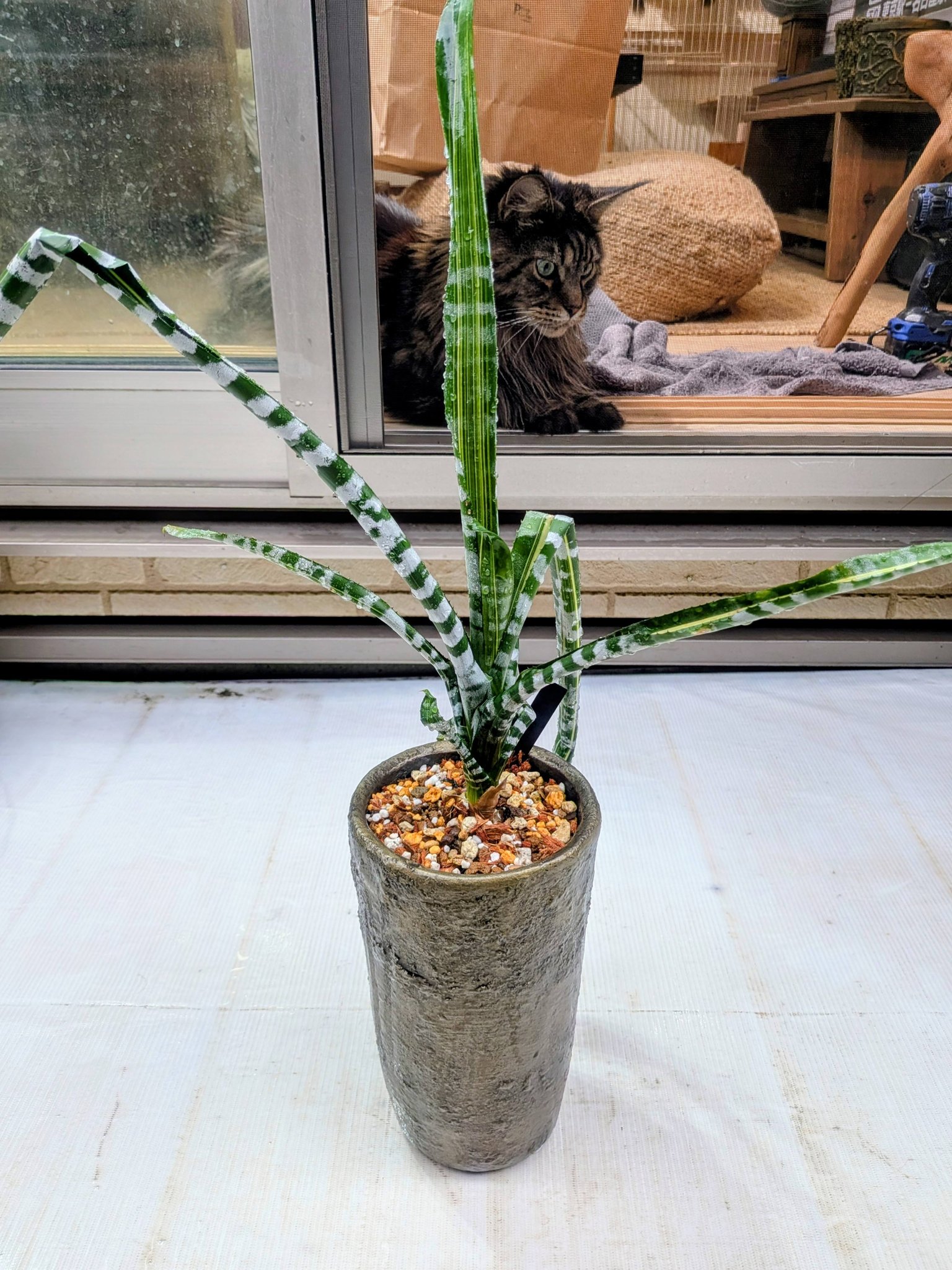 🌿P.hillii Bahia 