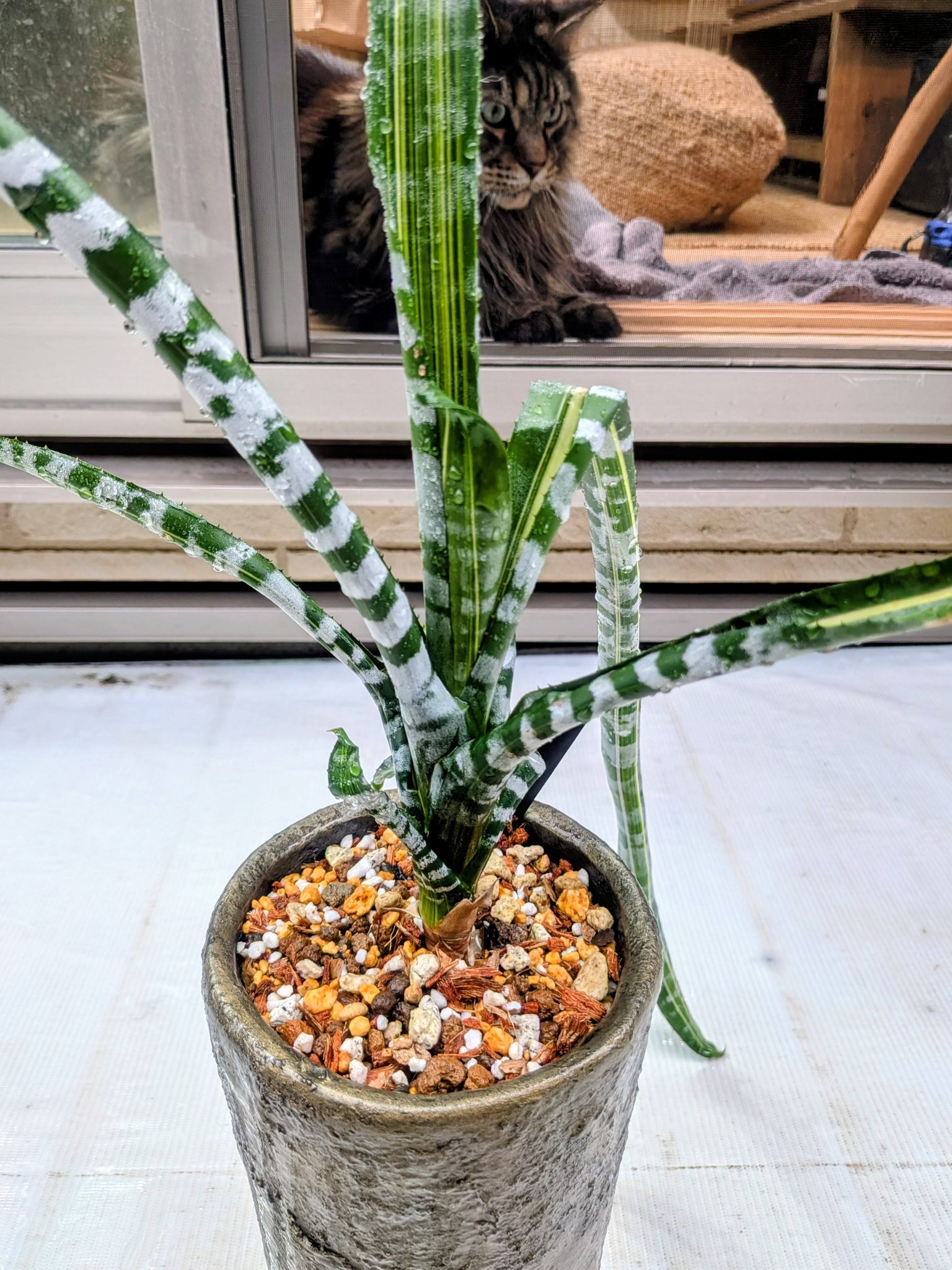 🌿P.hillii Bahia 