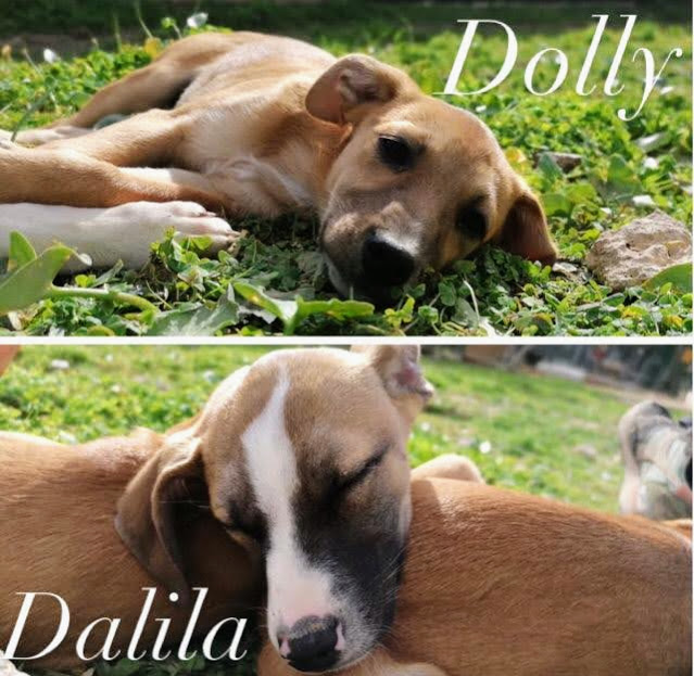 dalila-and-dolly-boa-animal-rescue-algarve-ara-facebook