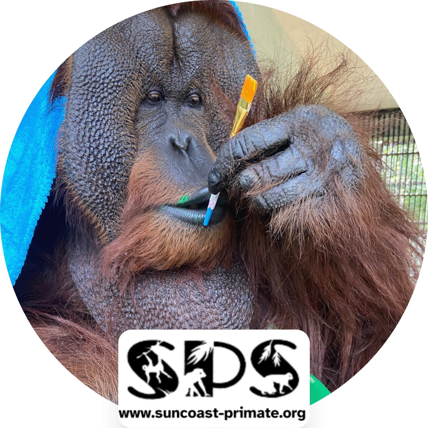 Suncoast - Old World monkeys versus New World monkeys Monkeys are ...