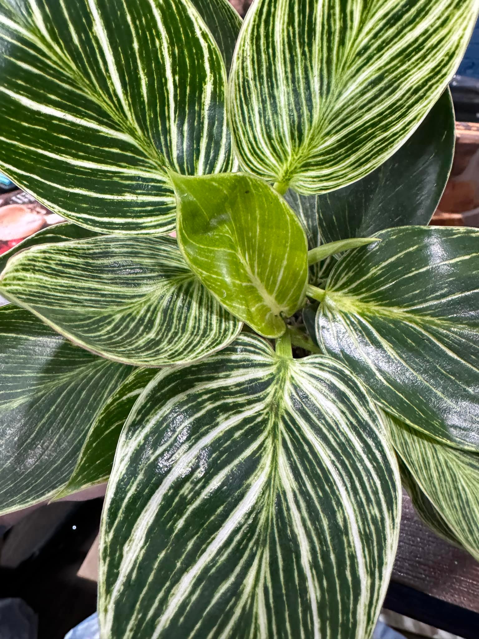 What are care tips for Calathea White Fusion, Queen Marble Pothos