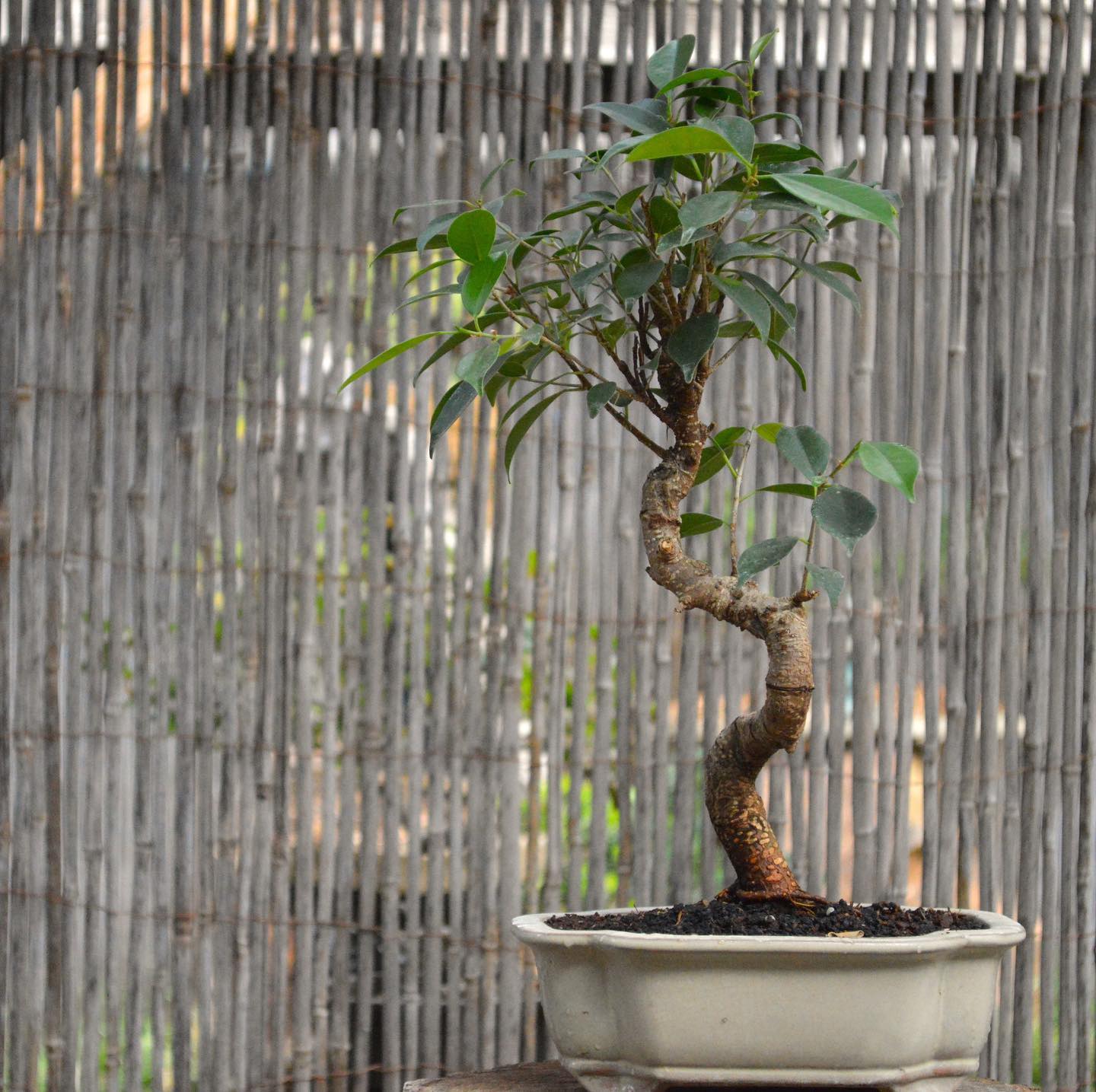 9+ Fort worth bonsai image ideas Plants