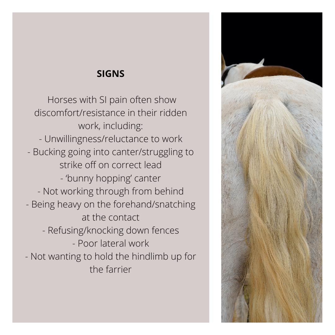 🐴 Equine Sacroiliac Pain 🐴 Pain in the Sacroiliac (SI) region can ...