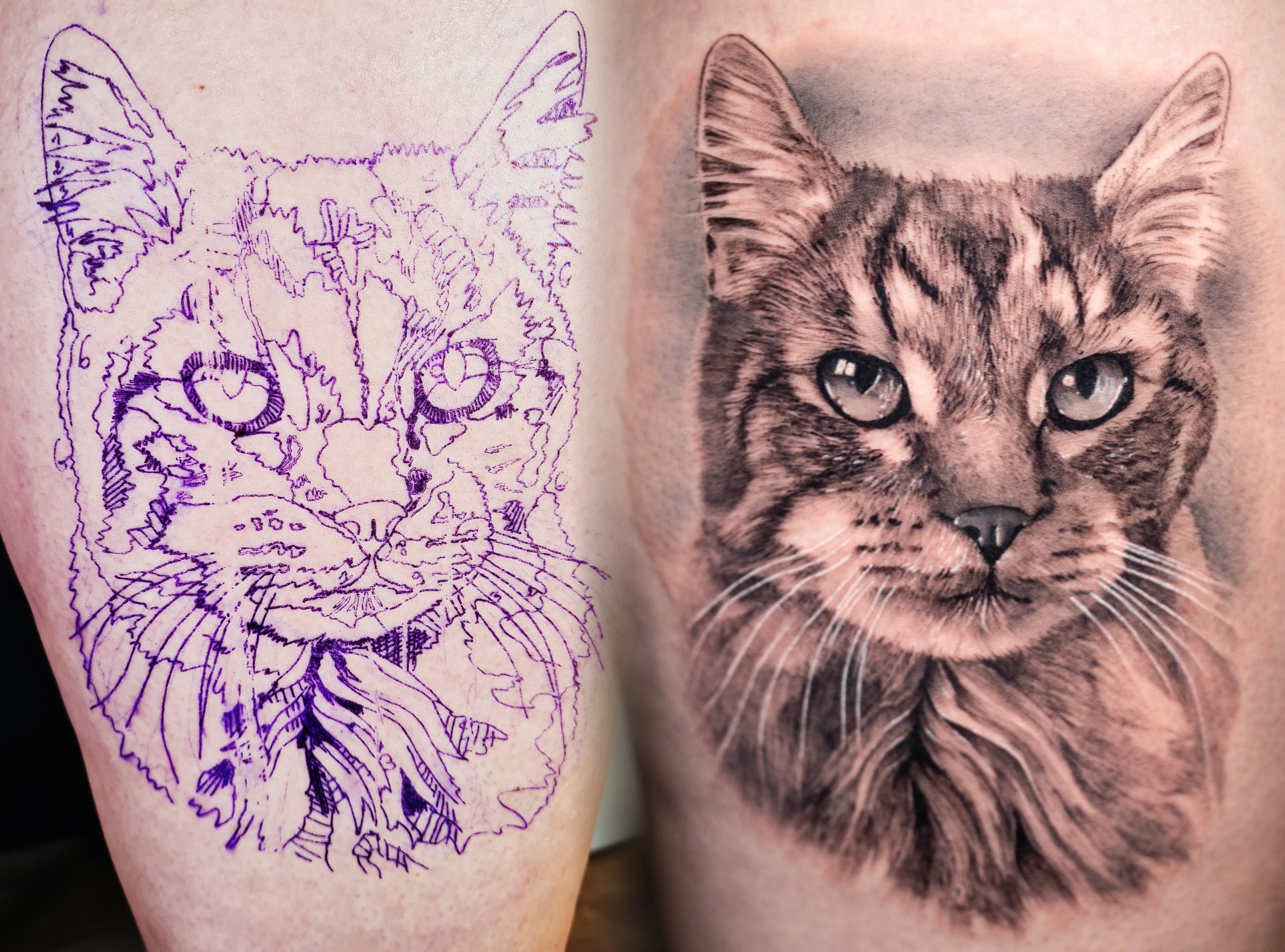 Les Plus Beaux Tatouage De Chat