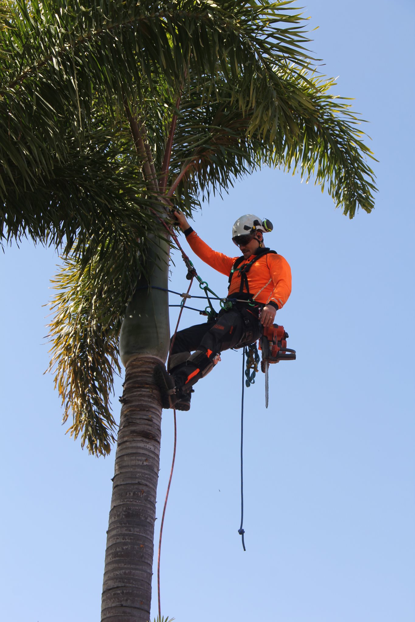 Tip Top Tree Services Gold Coast