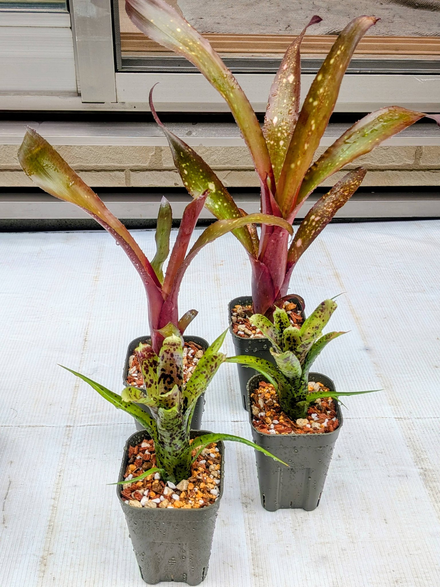 🌿P.hillii Bahia 