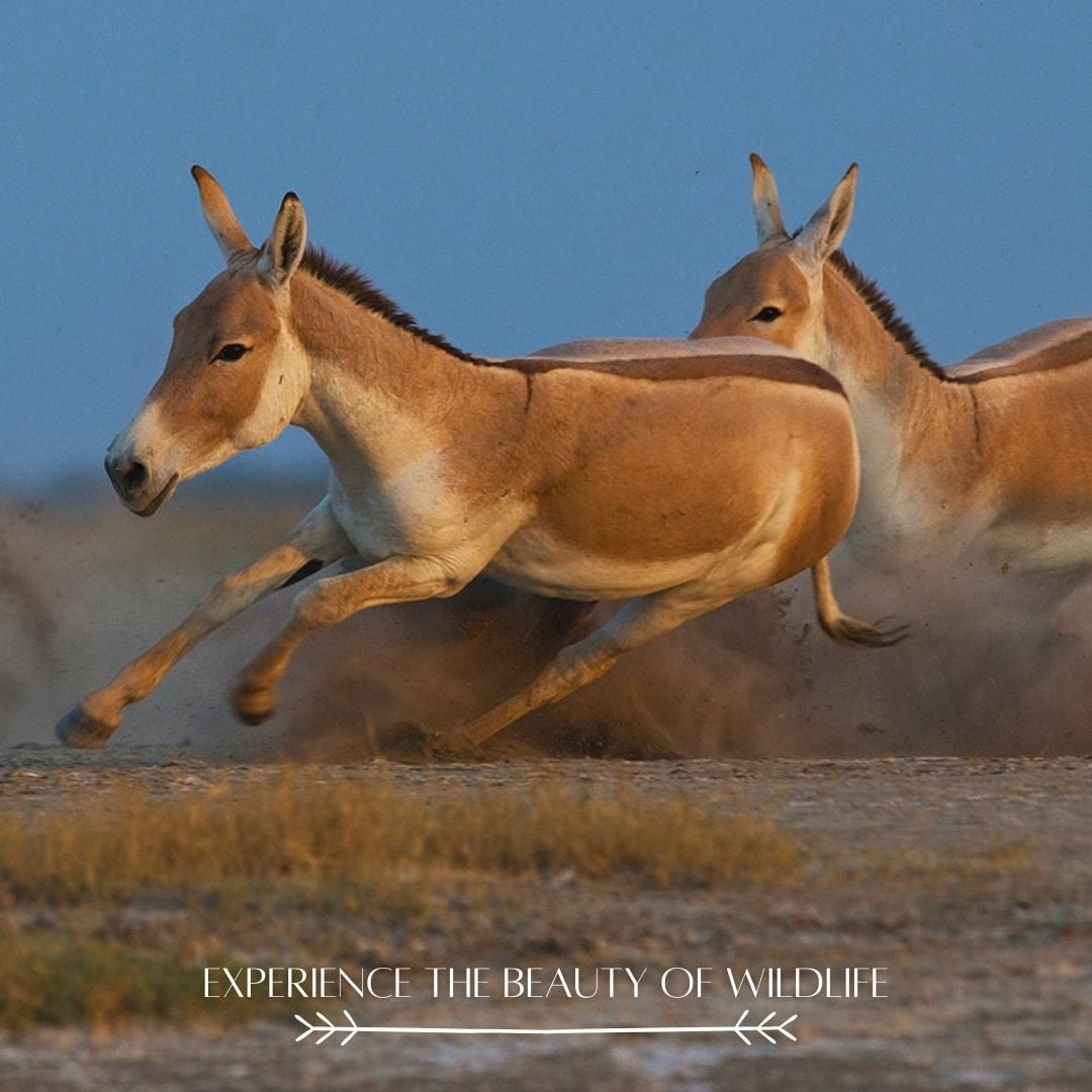 The Little Rann of Kutch is... - Rann Riders, Dasada