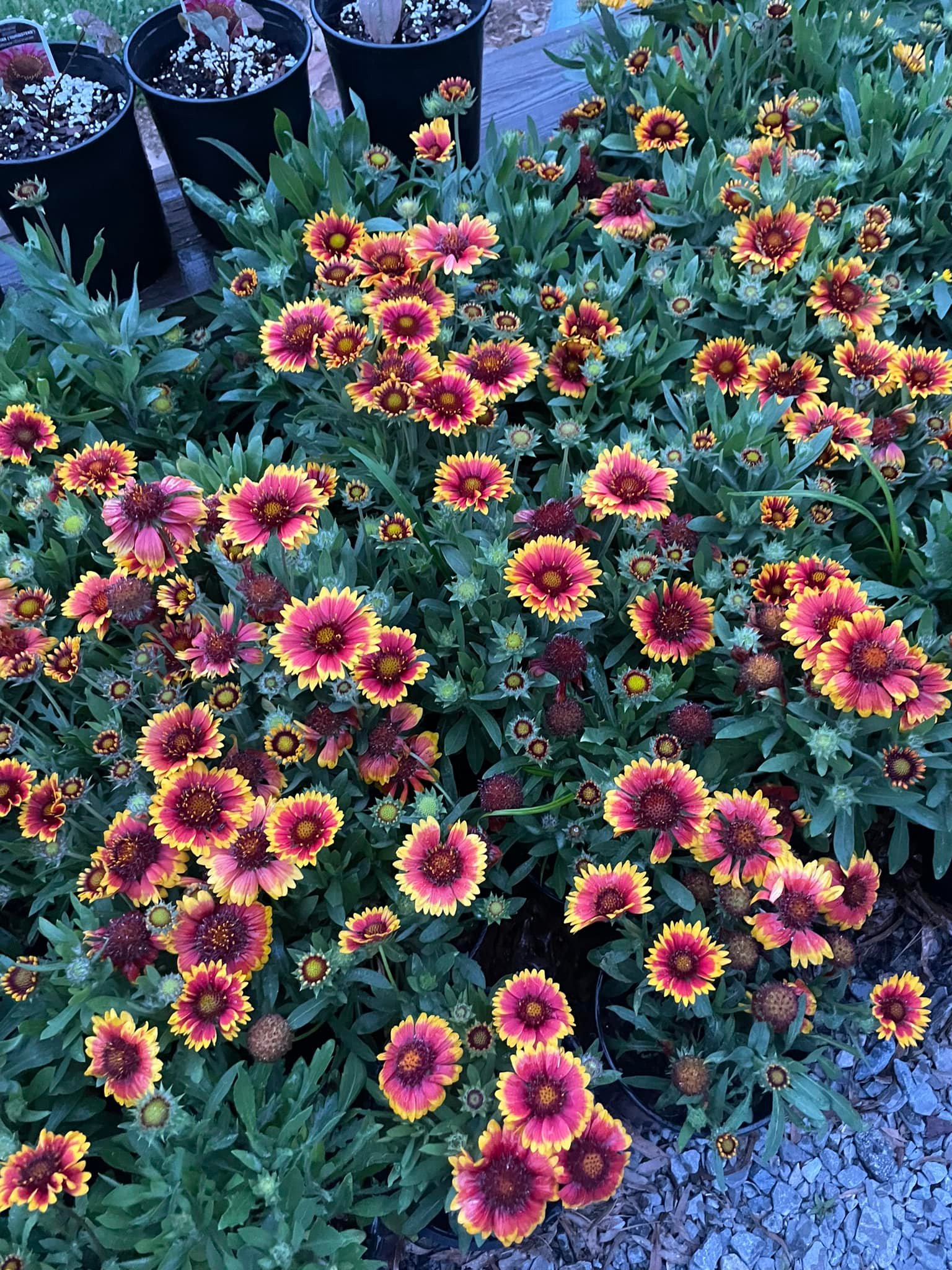 Native Roots Nursery | Adairsville GA