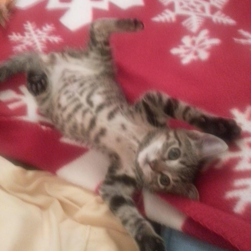 Kitty Cam Home