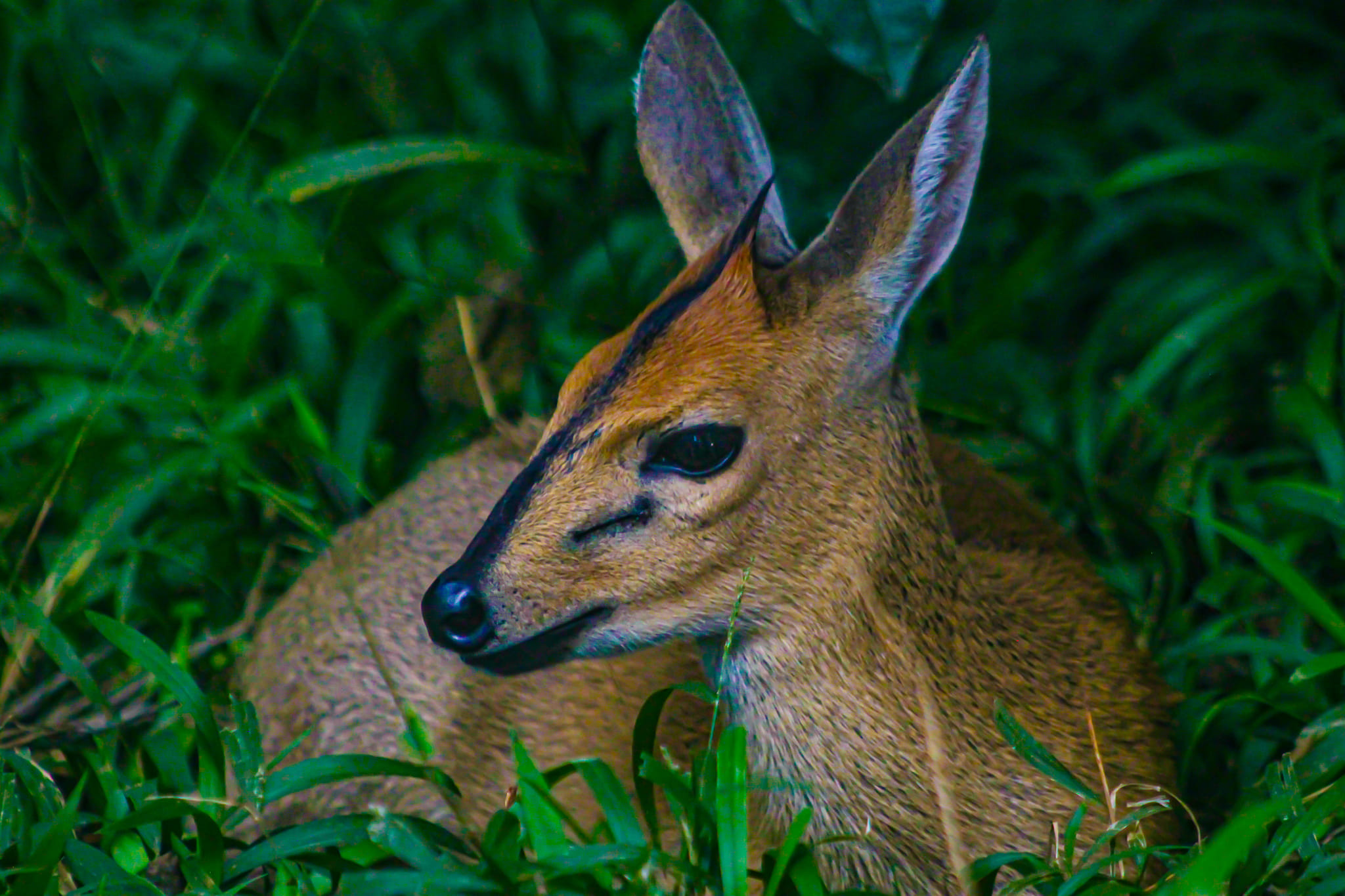 The royal antelope (Neotragus... - Meshack Samson Maina | Facebook