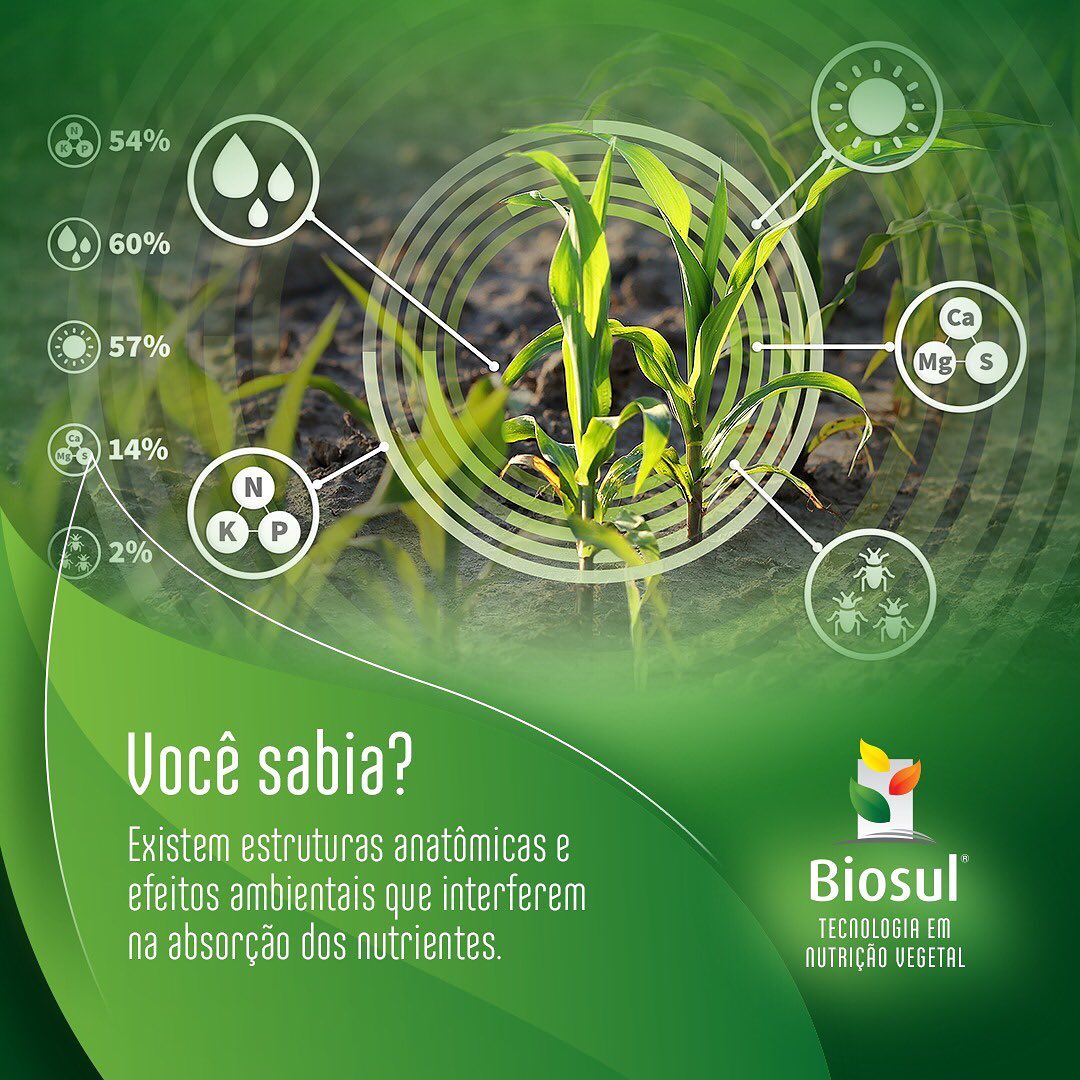 Algumas características das folhas... - Biosul Fertilizantes