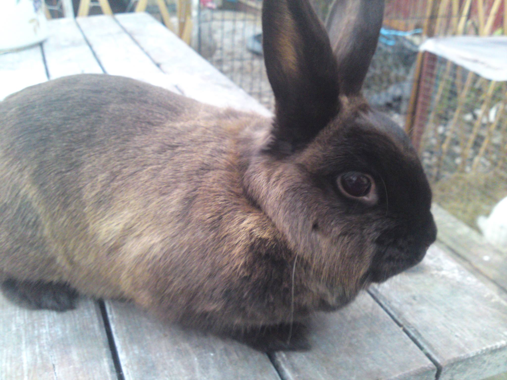 Cheshire rabbit rescue