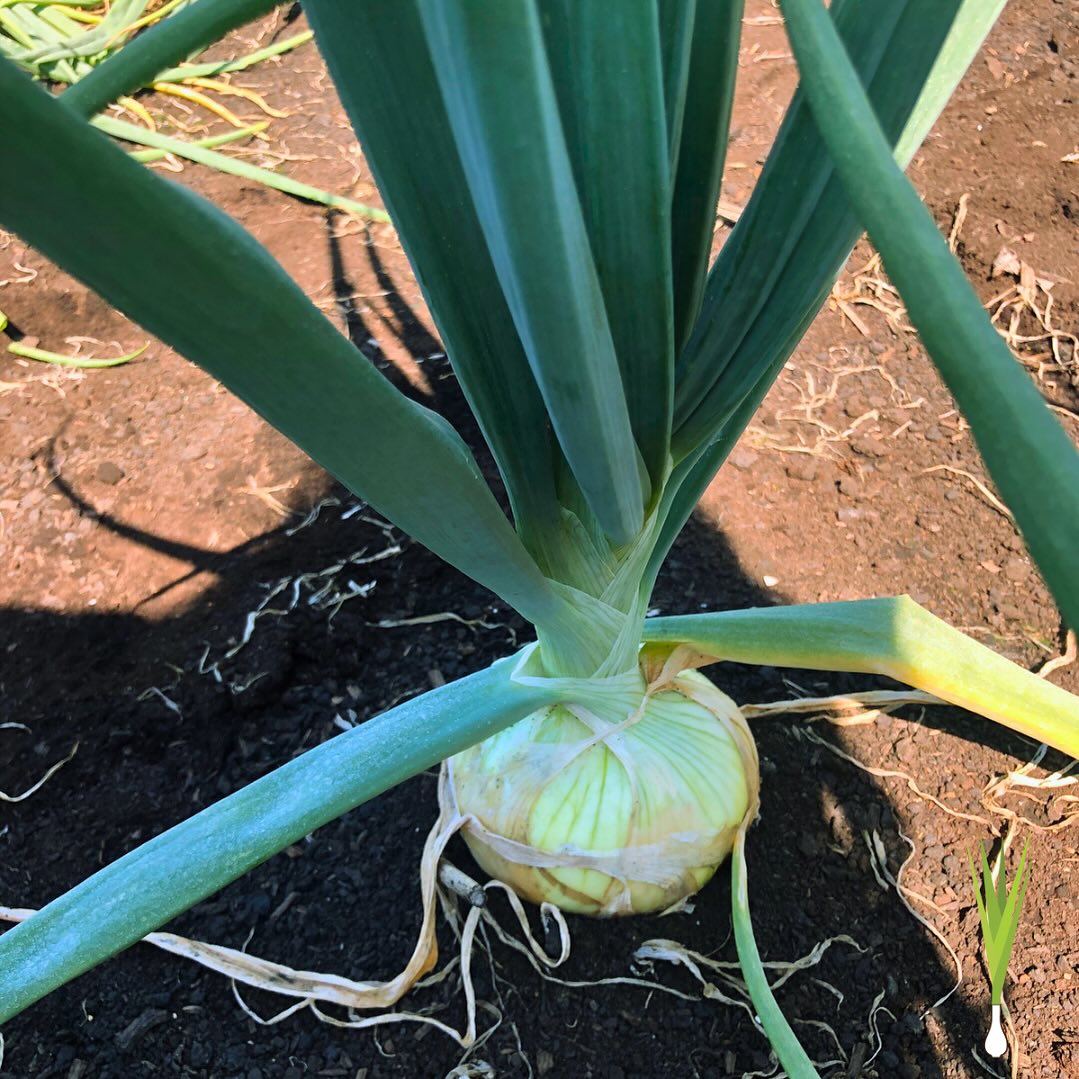 Sunbelt - While we grow transplants in sunny Arizona, we know all you ...