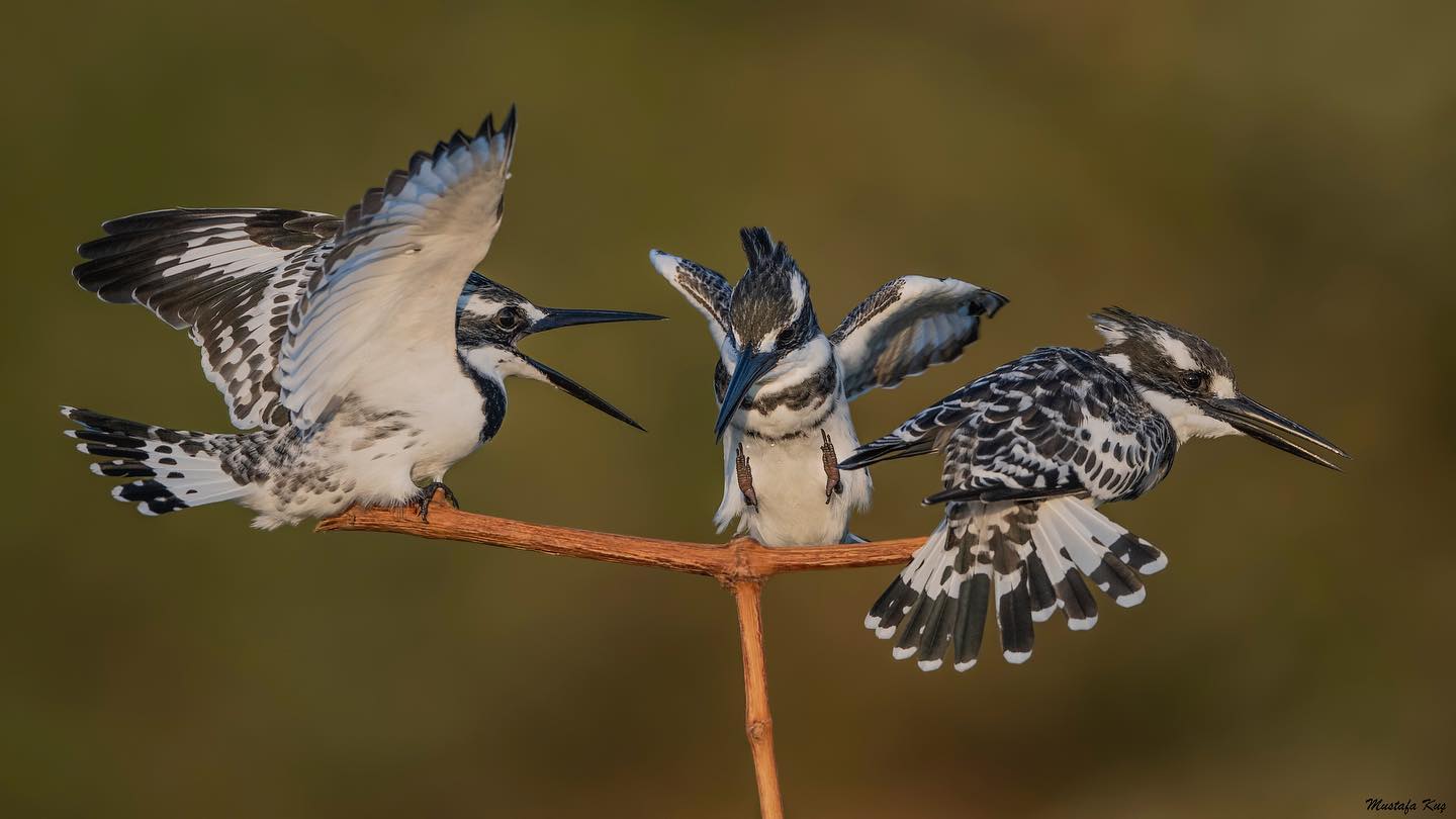 TRAKUS - Alaca yalıçapkını / Pied Kingfisher / Ceryle... | Facebook