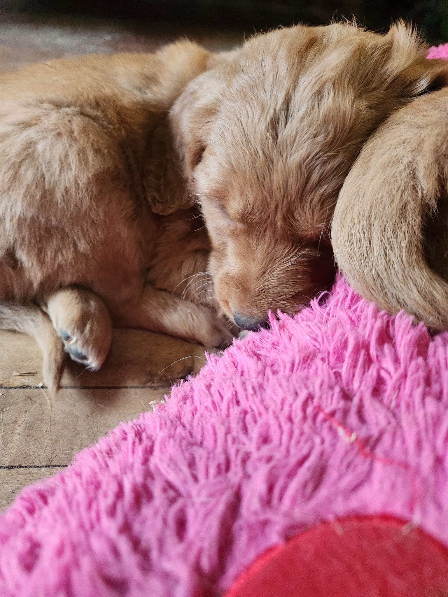 Carpediem Golden Retrievers... - Carpediem Golden Retrievers