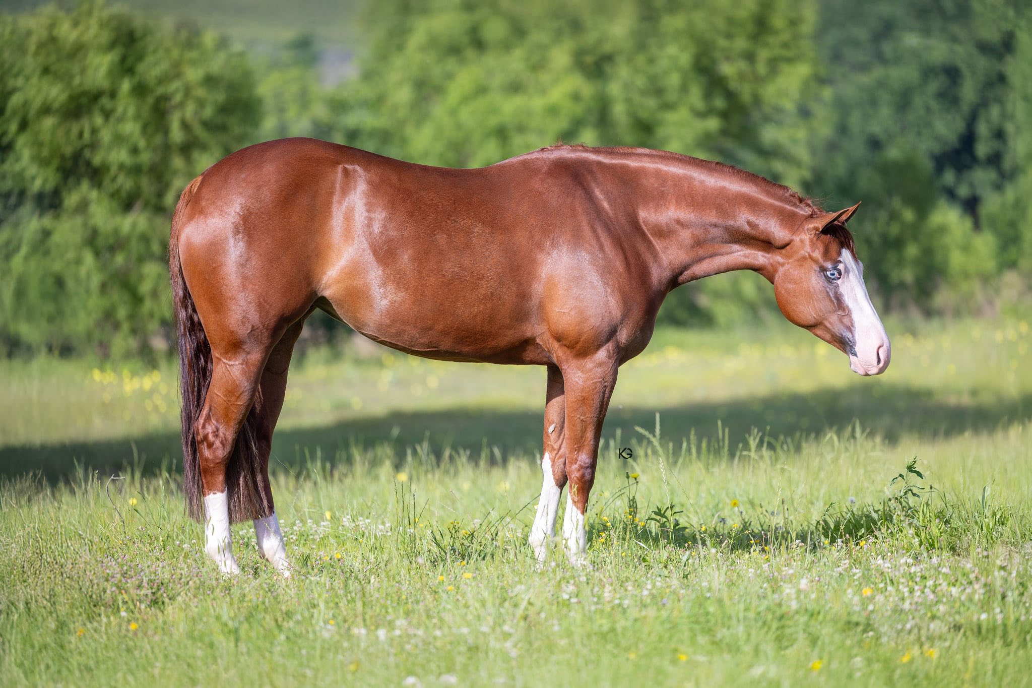 Casi - FOR YOUR CONSIDERATION 4-Year-Old Mare | NRHA Money Earner This ...