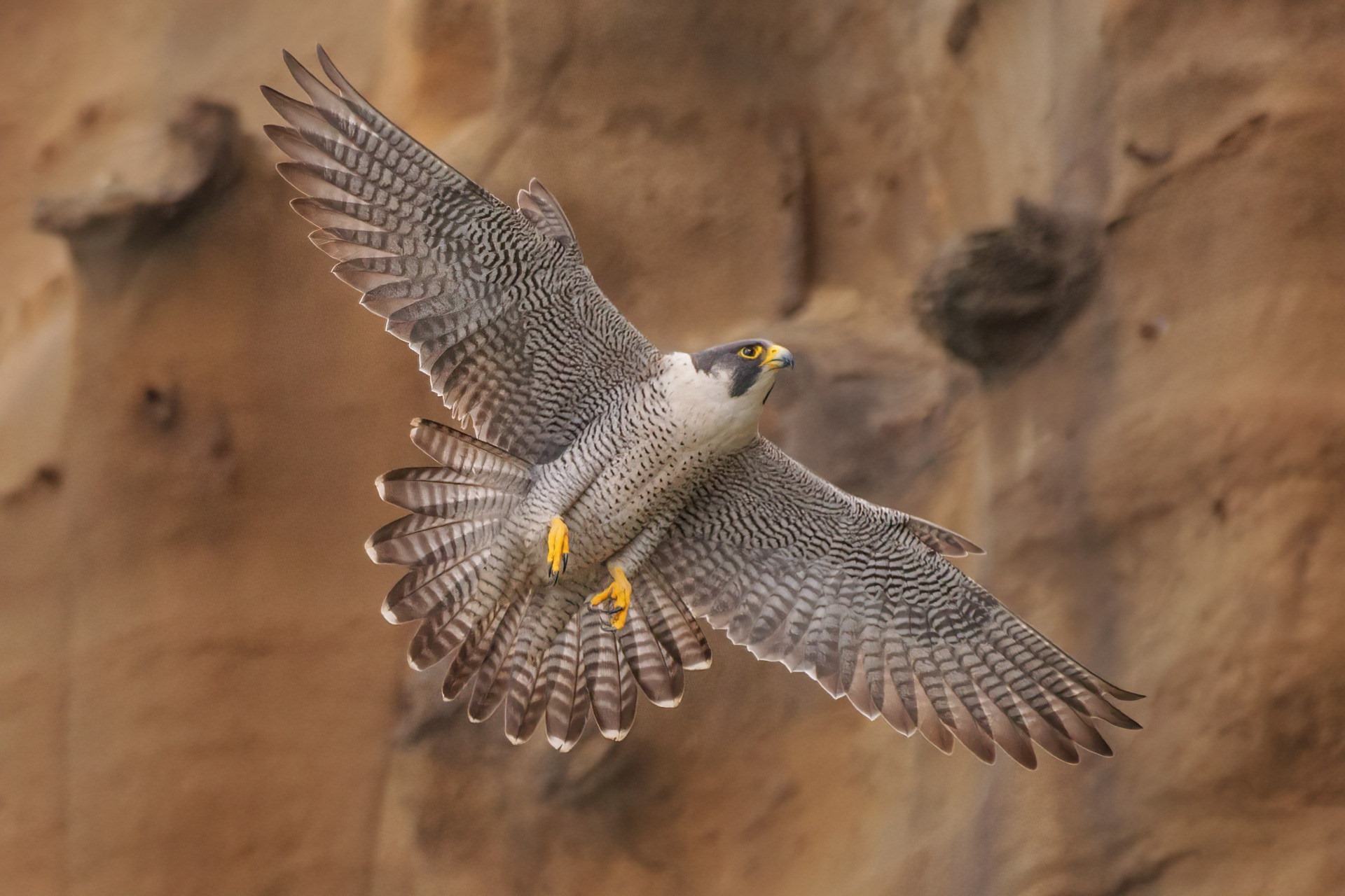 Deng Deng - 遊隼Peregrine falcon, 是隼形目隼科隼屬中比較大型的鳥種....