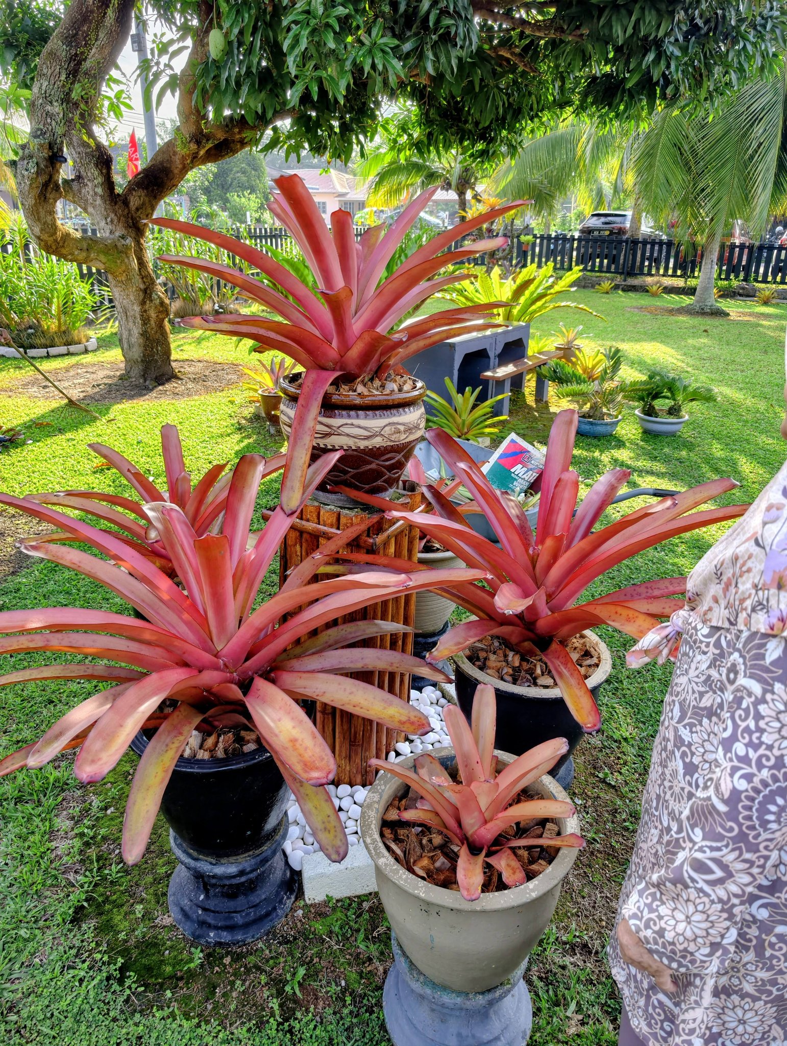 Aechmea titan force