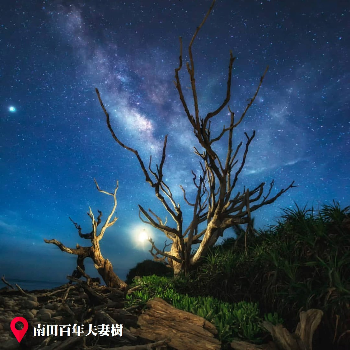 台東就醬玩 - 📍南田百年夫妻樹 被稱為南田三寶之一，瓊崖海棠樹因曾歷經民國95年的莫拉克與民國105年的尼伯特兩大強颱，仍佇立於此不被撼動 ...