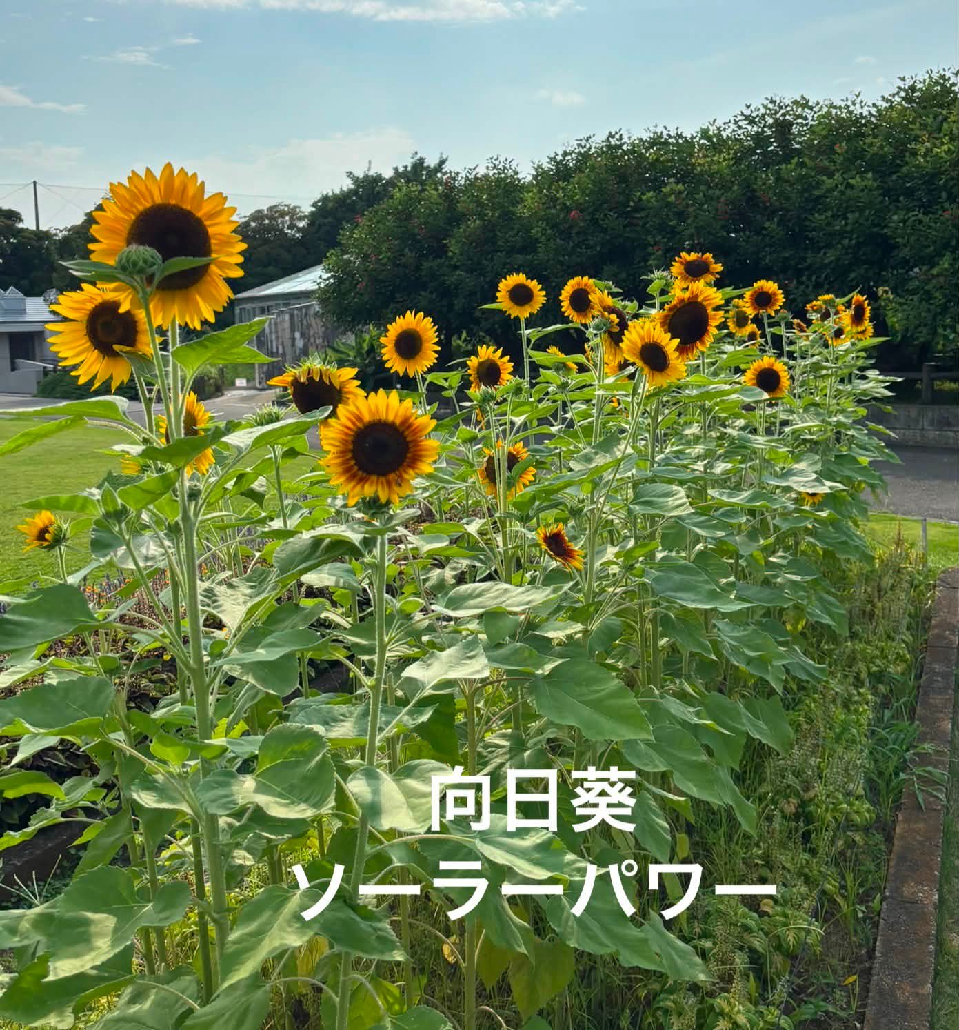 🌻向日葵🌻まとめ