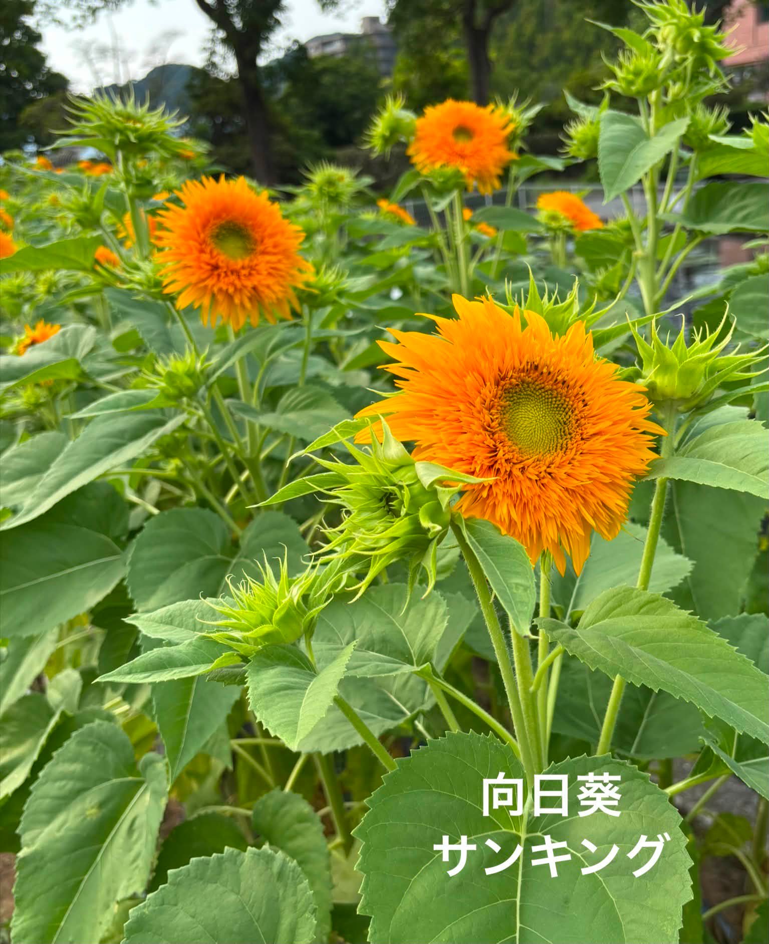 🌻向日葵🌻まとめ