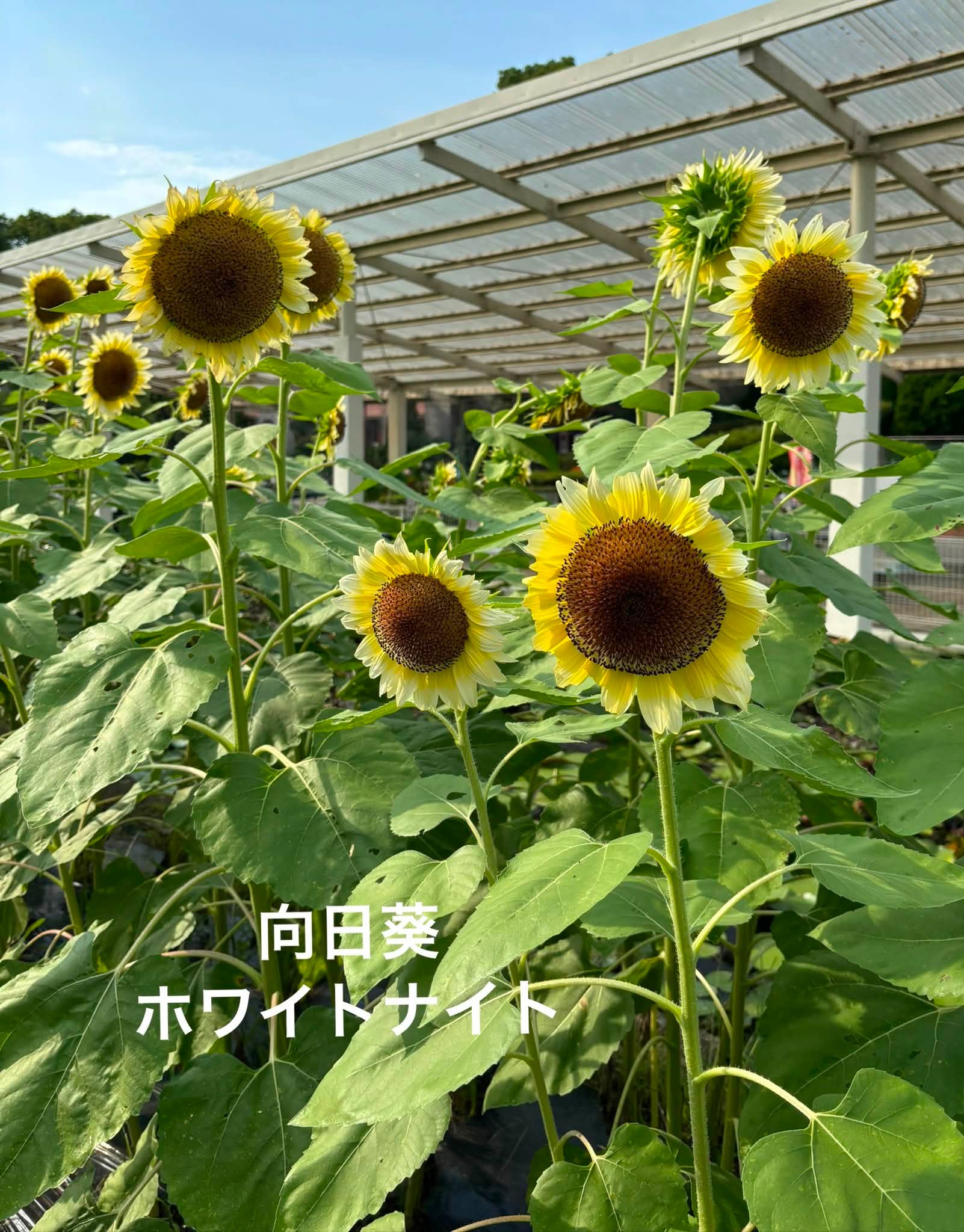 向日葵 🌻向日葵🌻まとめ