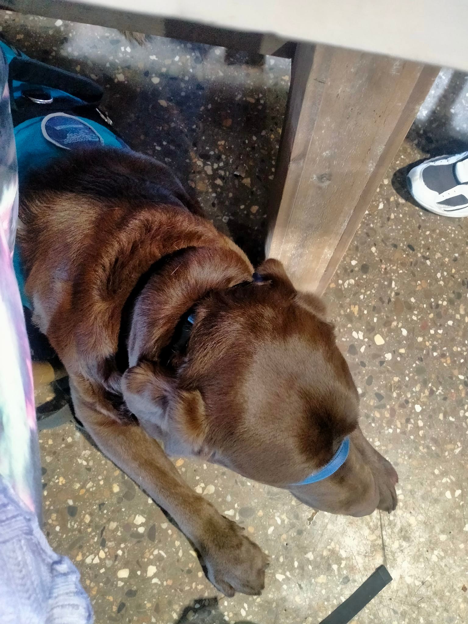 Pudding: Assistance Dog in Training