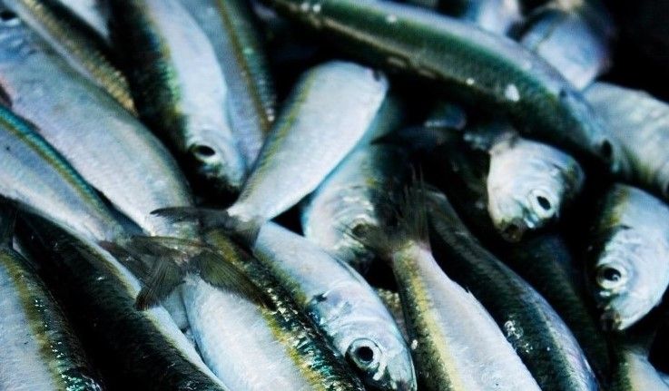 Laulasmaa külainfo | Alates tänasest igal teisipäeval Meie poe parklas ...