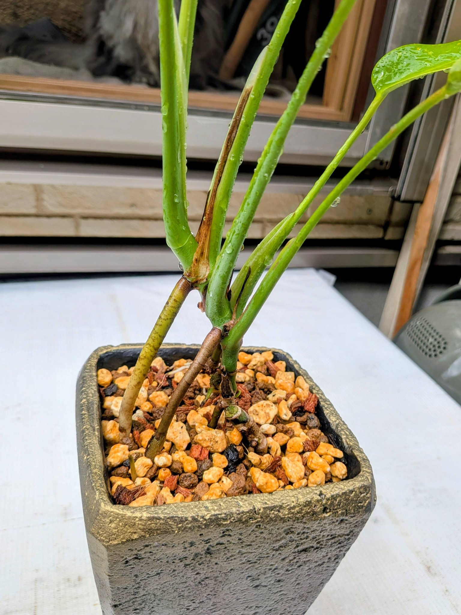 🌿P.hillii Bahia 