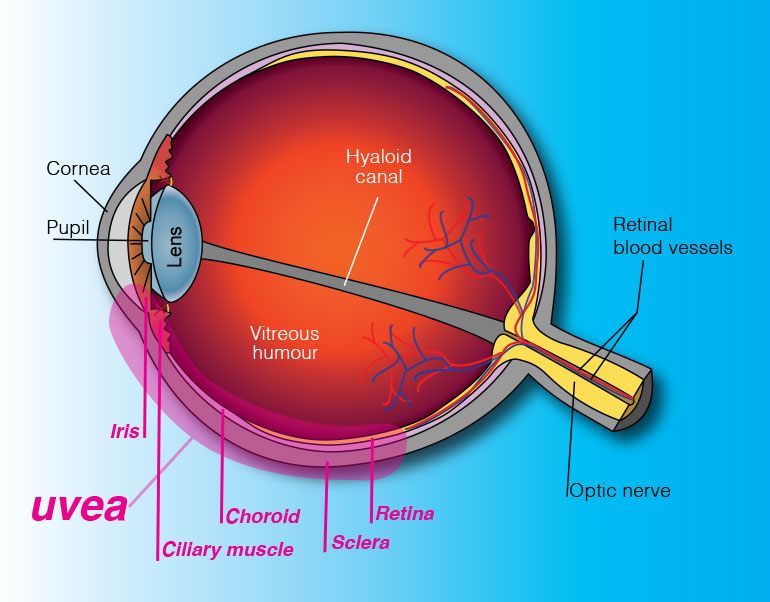 Clínica de Ojos Oftalmic... - Clínica de Ojos Oftalmic Laser