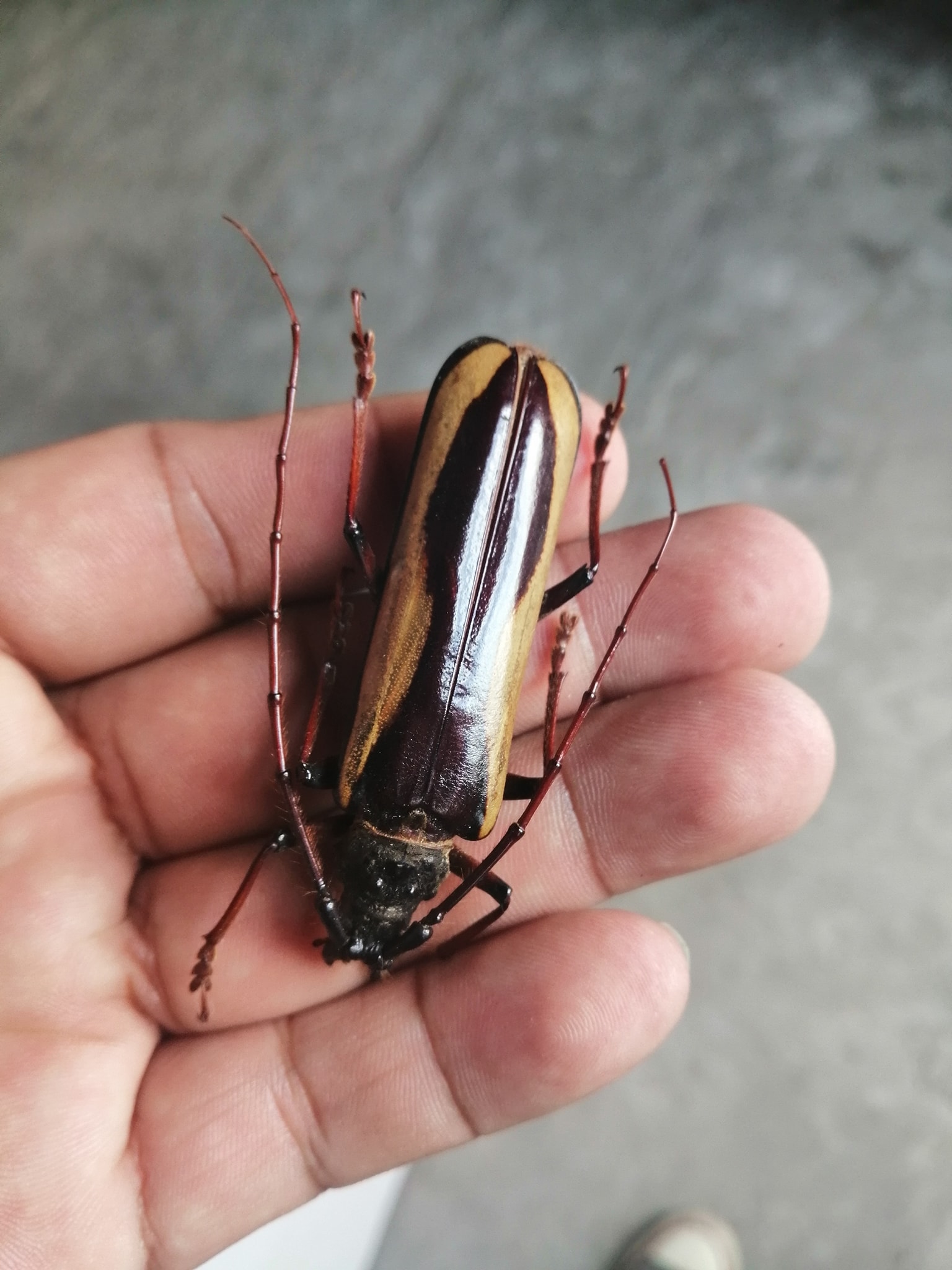 Peru Insects