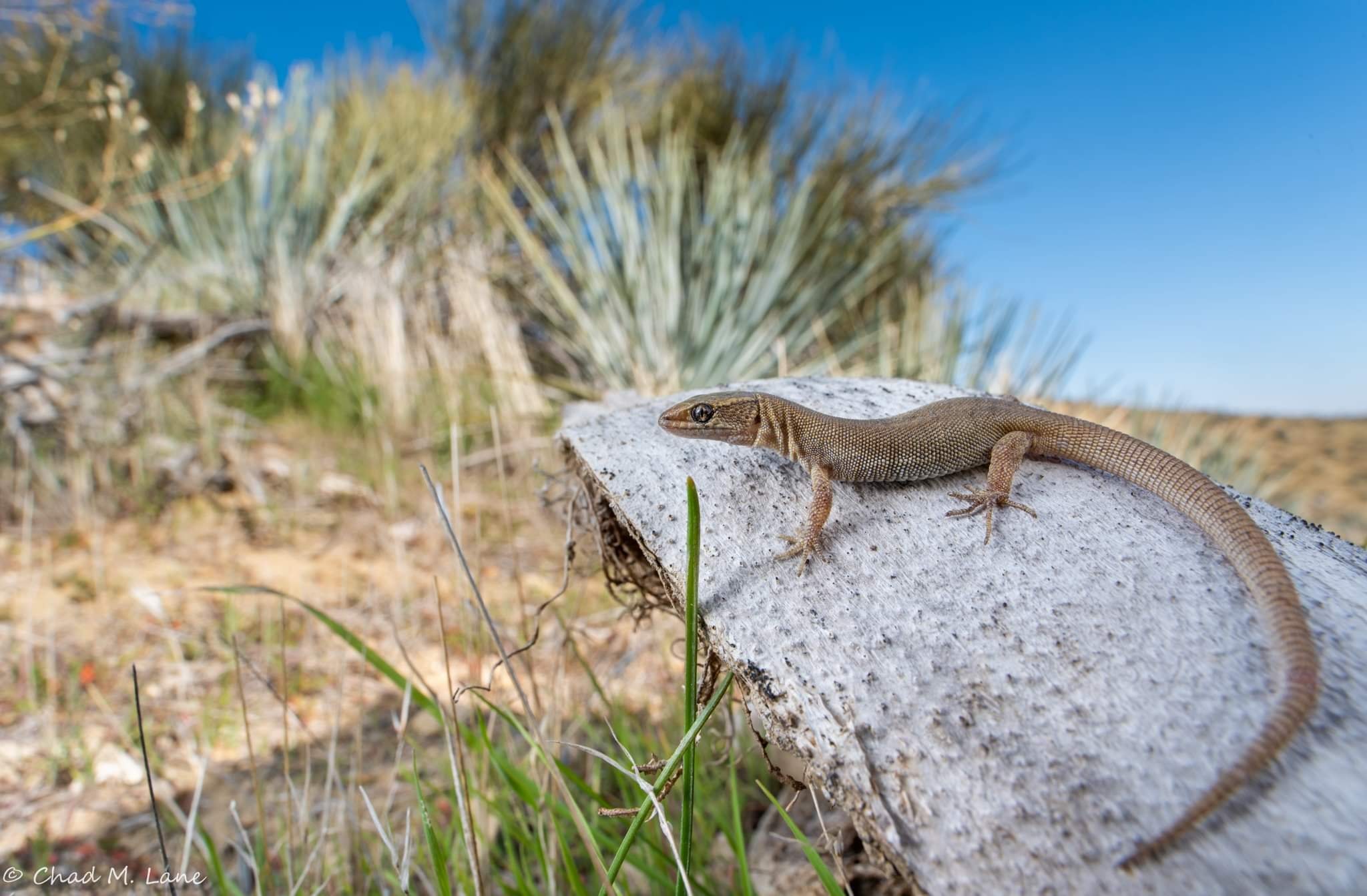 Yucca night lizard in Fresno County, California