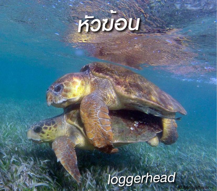 Environman - เต่าหัวฆ้อน Loggerhead Turtle ชื่อวิทยาศาสตร์ Caretta ...