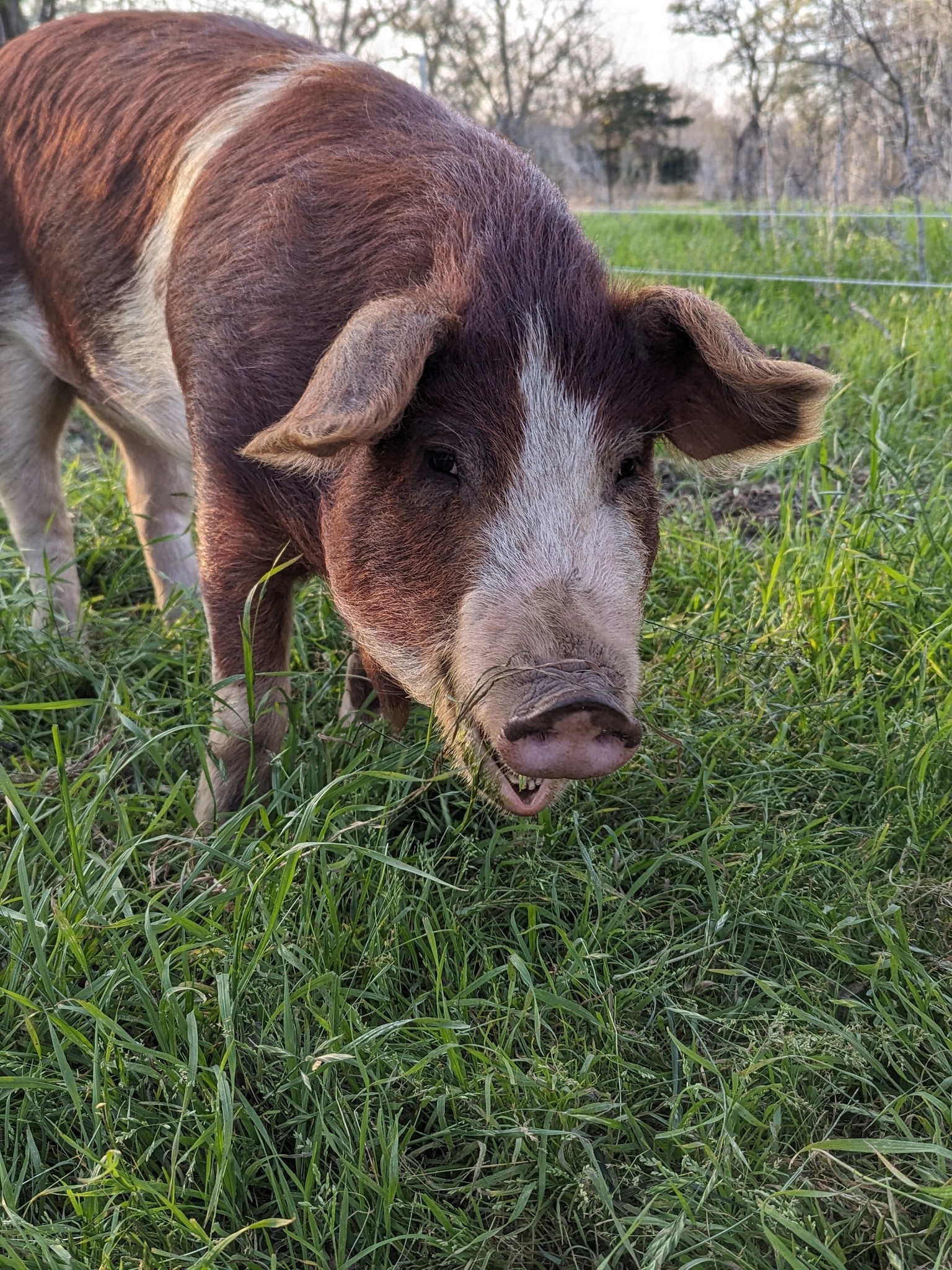 Rusty Star Dairy and Farm Store | Dale TX