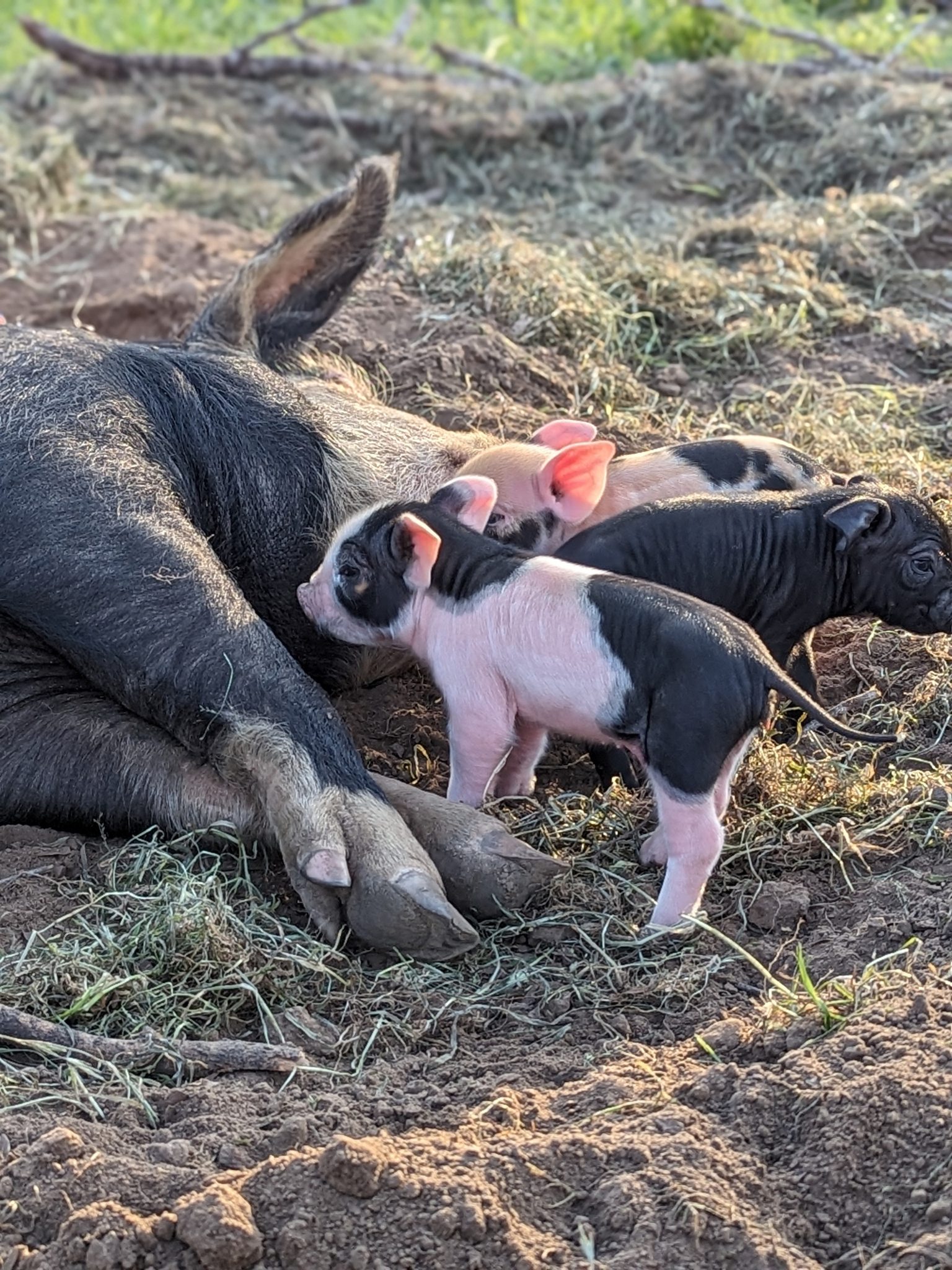 Rusty Star Dairy and Farm Store | Dale TX