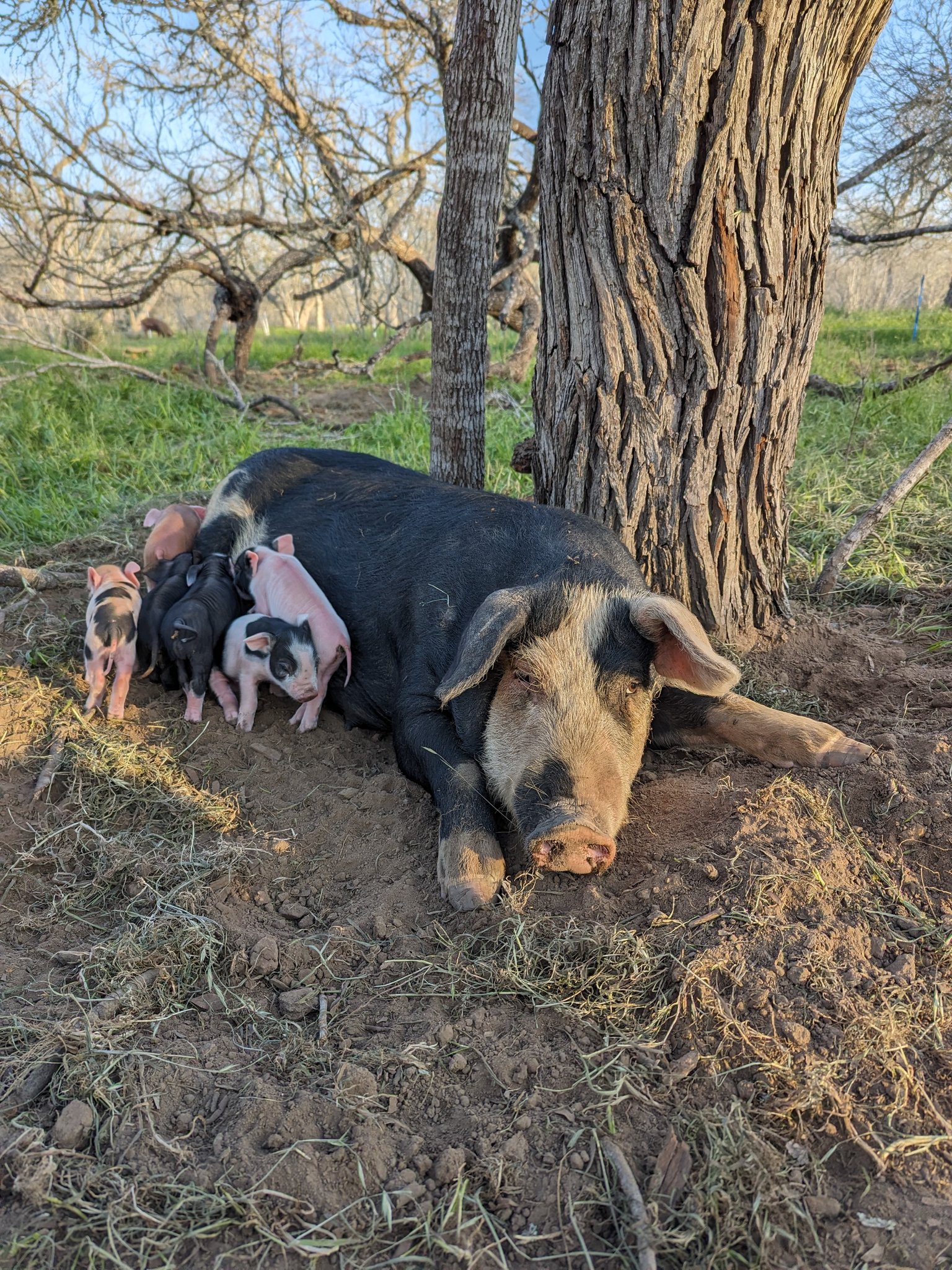 Rusty Star Dairy and Farm Store | Dale TX