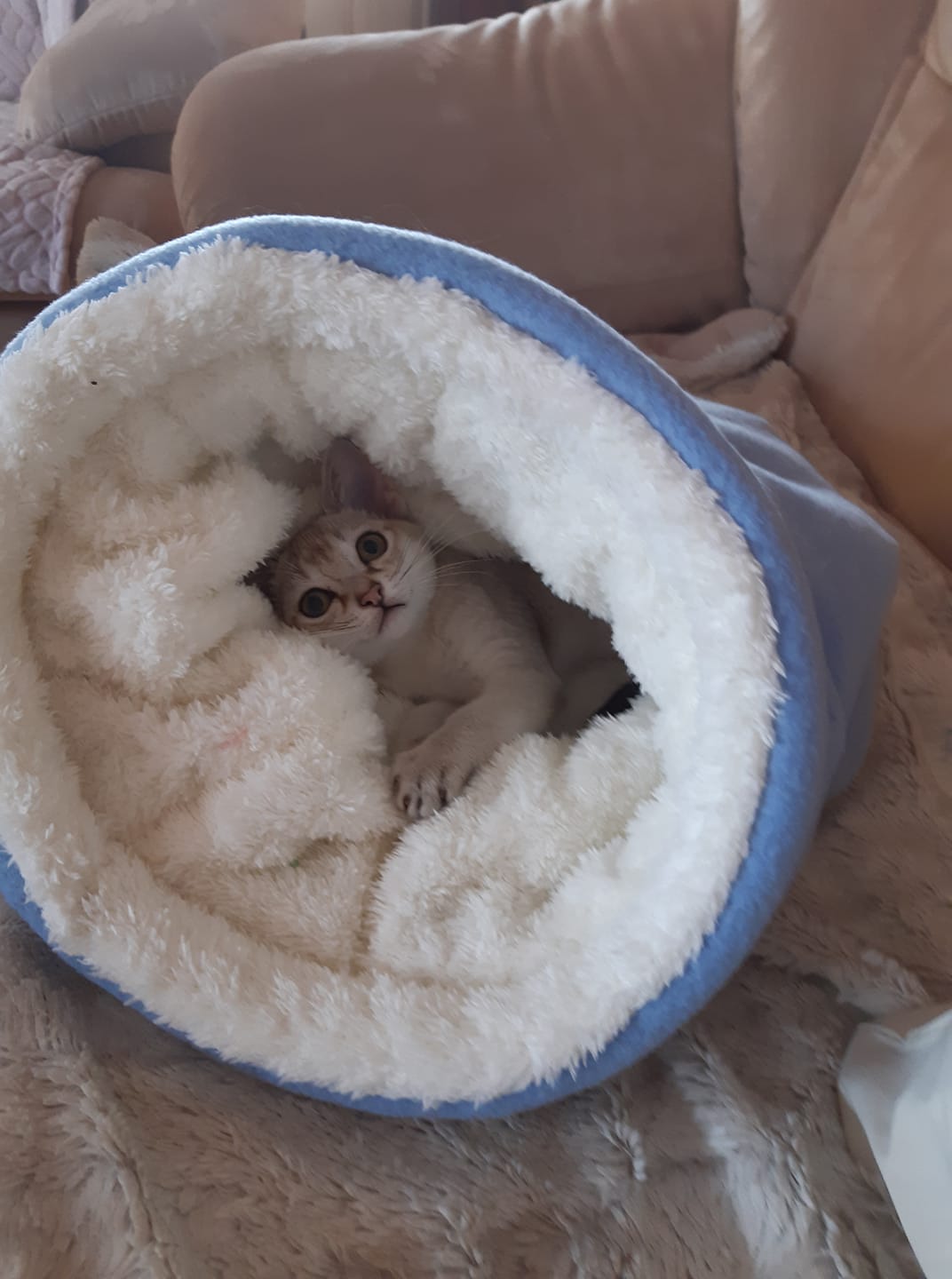 Singapore cats-inactive breeding