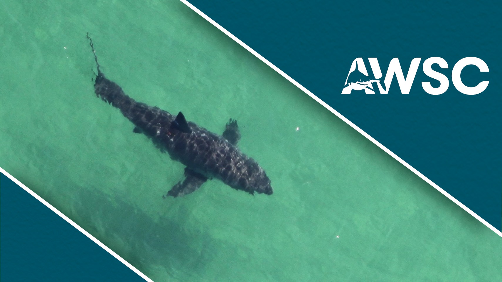 Atlantic White Shark Conservancy | North Chatham MA