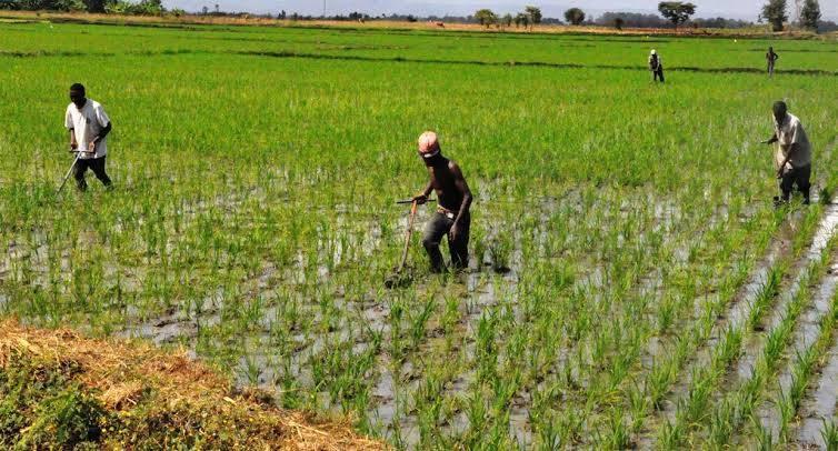 MWEA RICE Farming