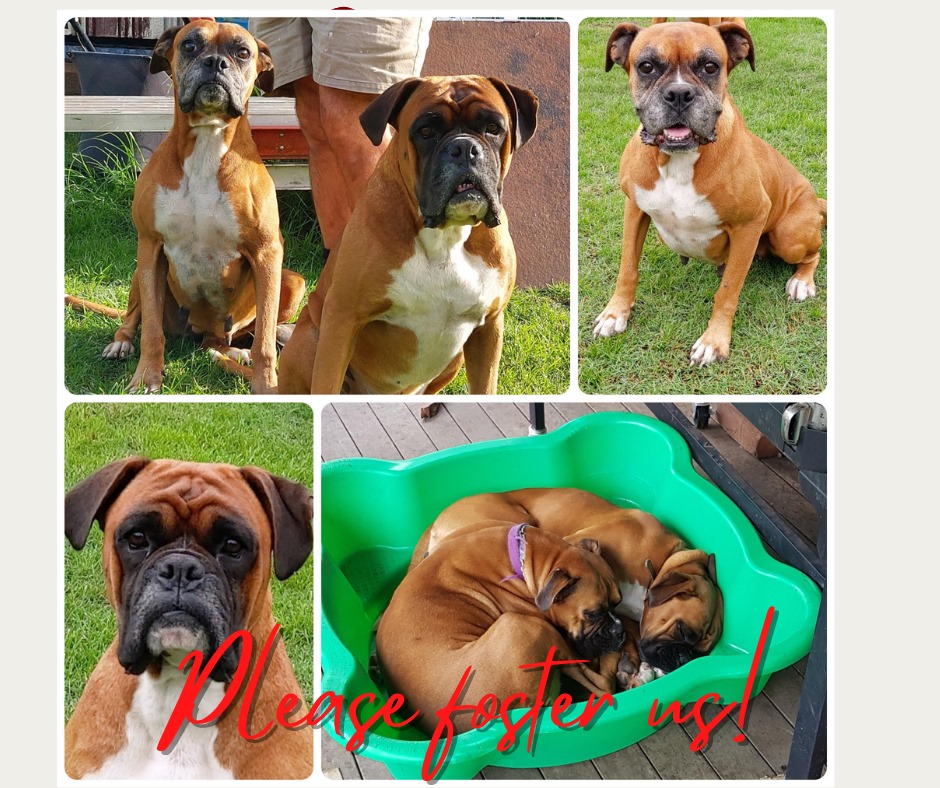 Boxer Rescue Network Australia - Taz (f/6y) & Ralphie (m/4y) Current ...