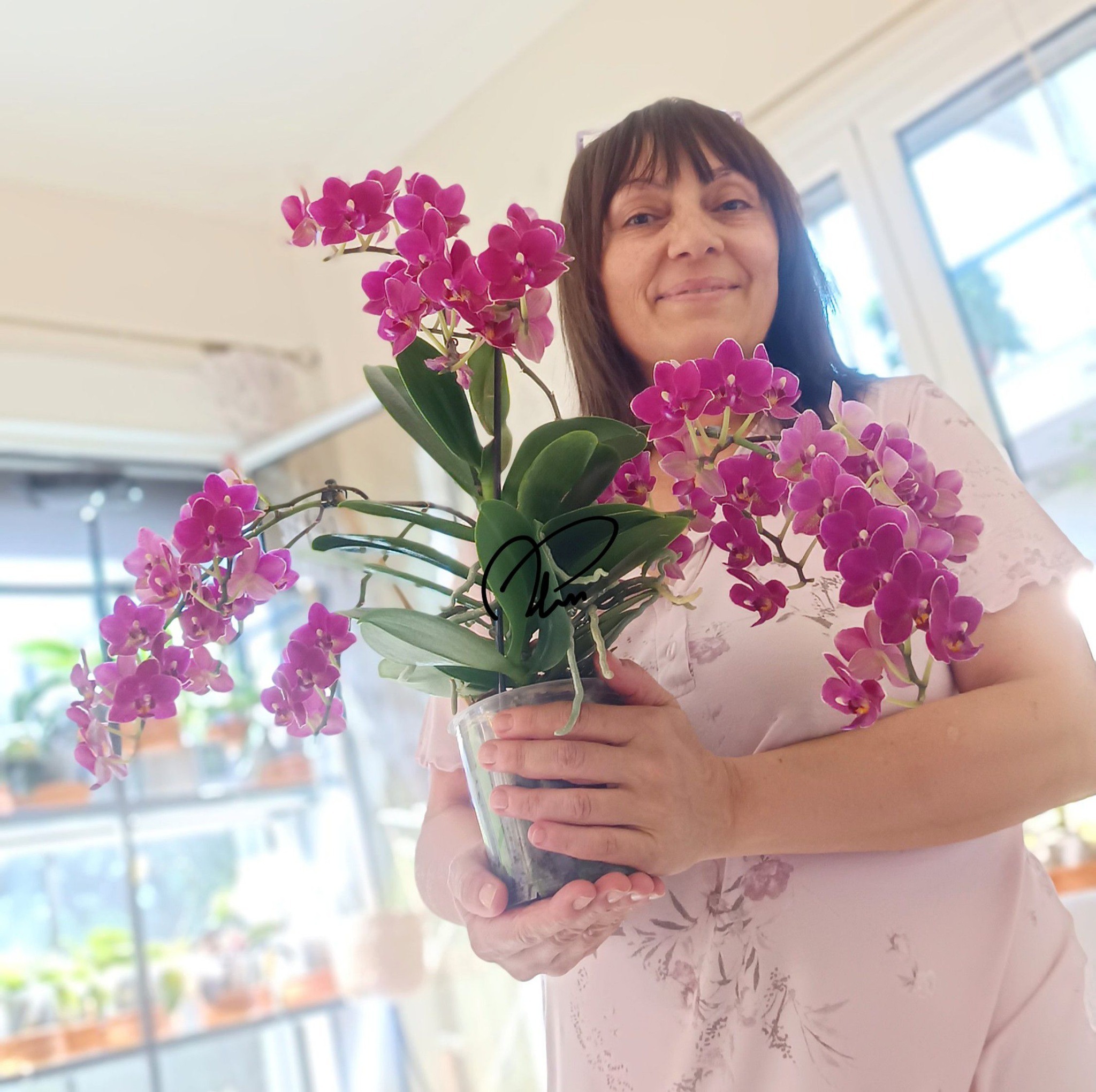 The PHALAENOPSIS Connection | Phal Yaphon Pink Lady 🩷 | Facebook