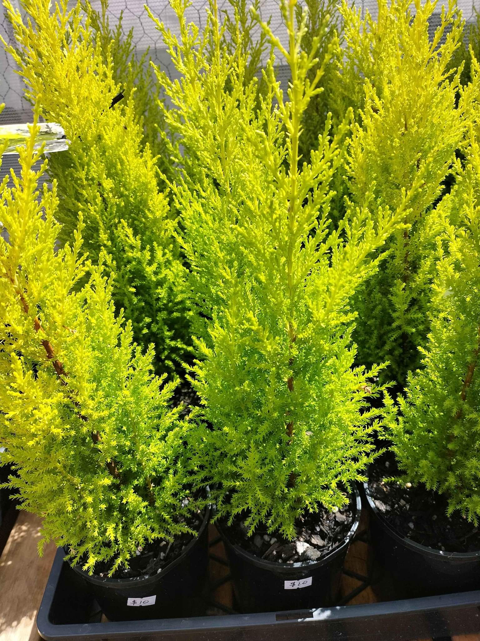 Healthy Lemon scented conifer plants for sale Price10