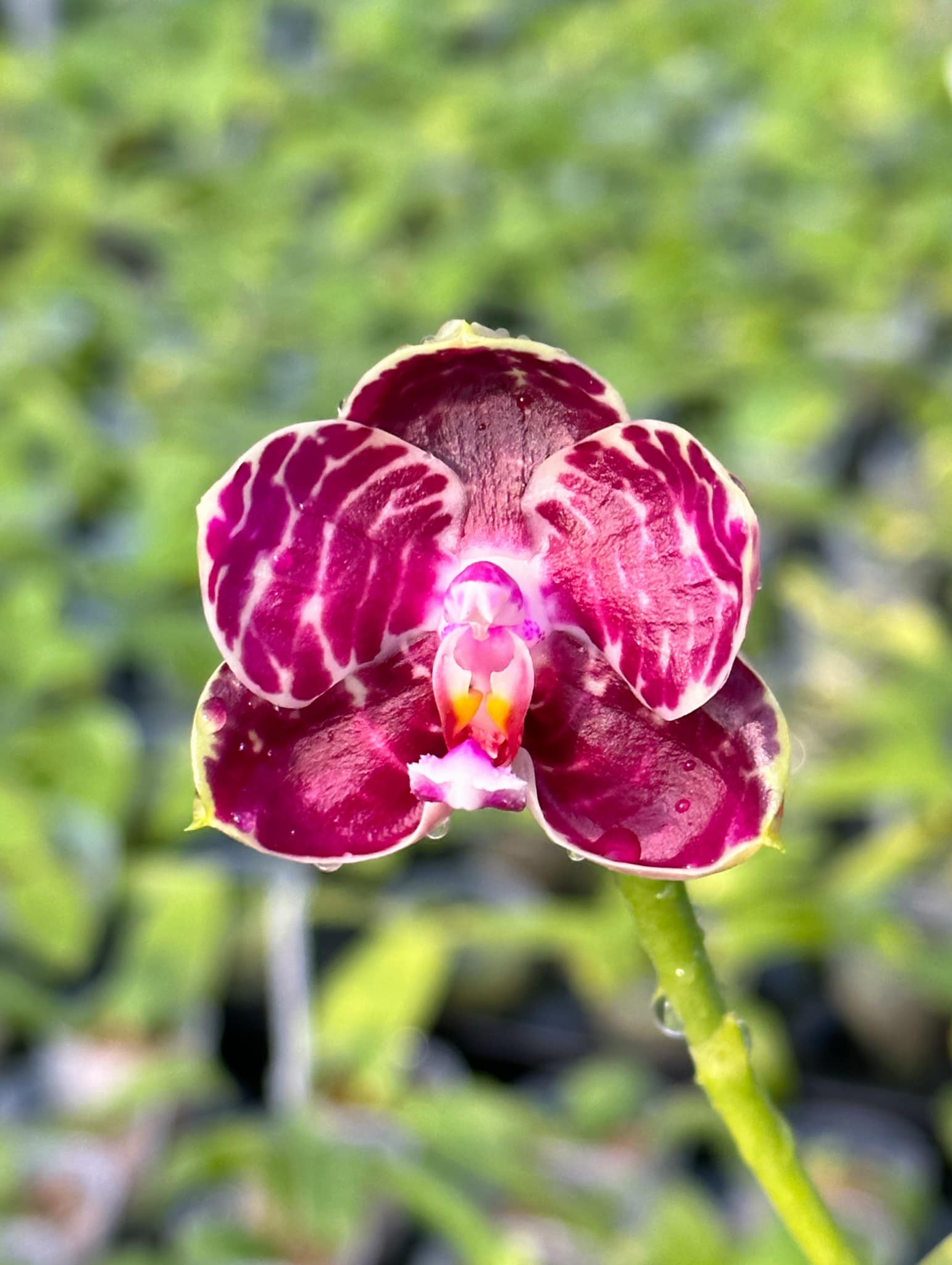Phal. OX Lion King 牛記獅子王 ? WeChat微信ID：mikiorchid ? more 