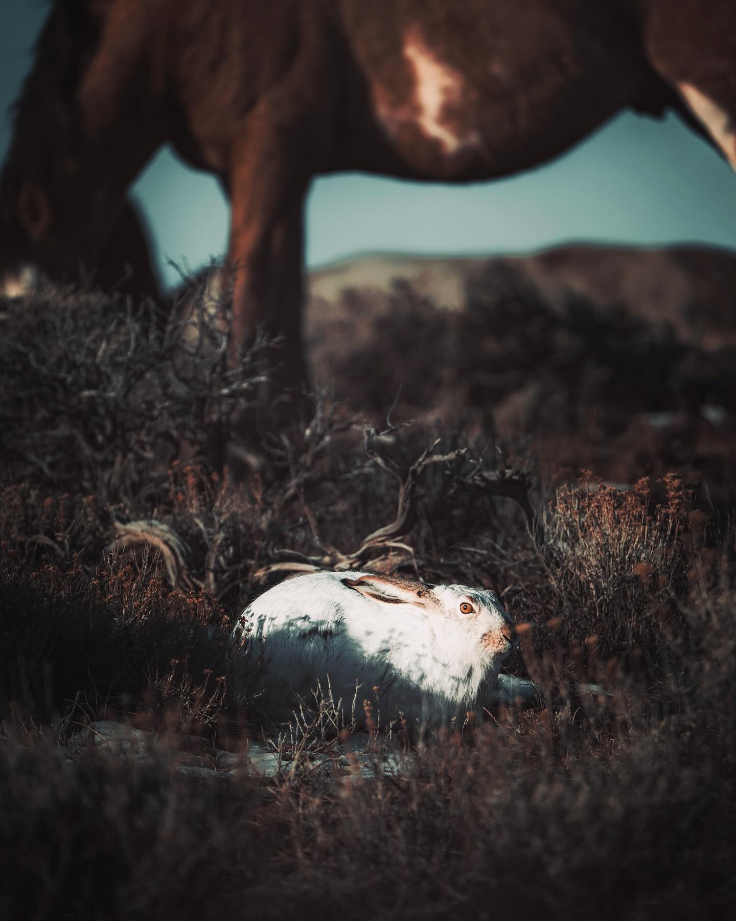Chuck - Those who seek the Medicine Man must begin by finding the White ...