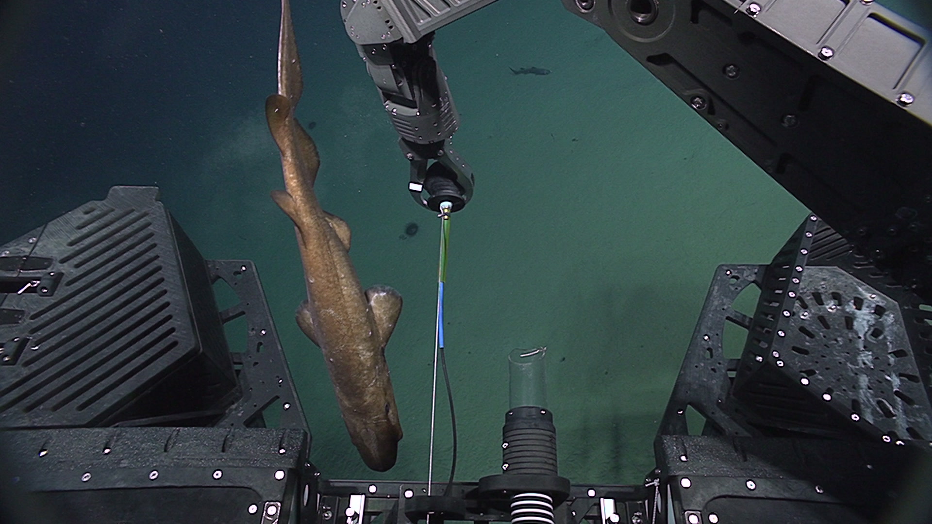 Today is the last dive of the... - NOAA Ocean Exploration | Facebook