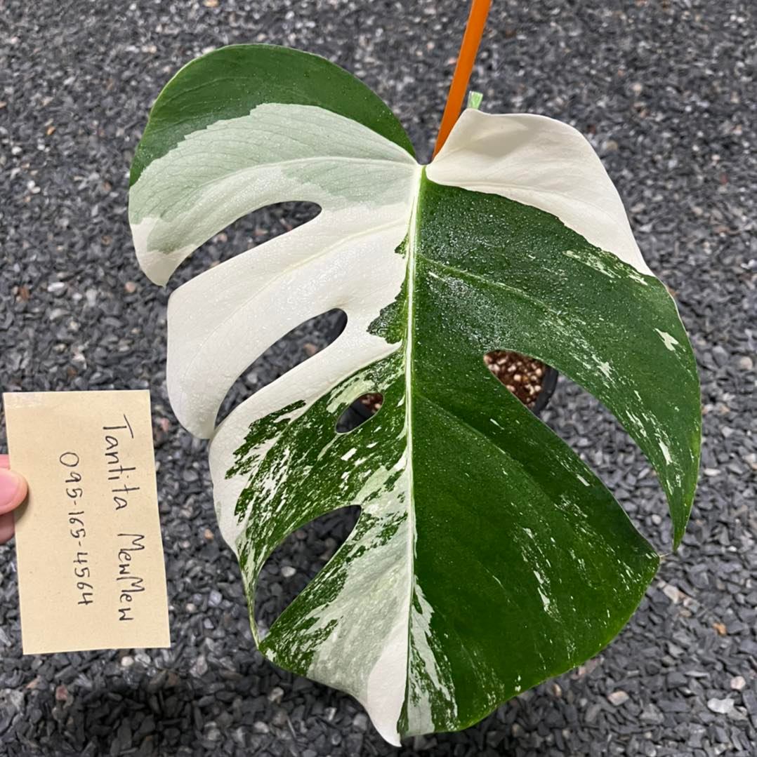 1,800 บาท Monstera deliciosa var. borsigiana albo varigated ไม้วางข้อ 1 ...