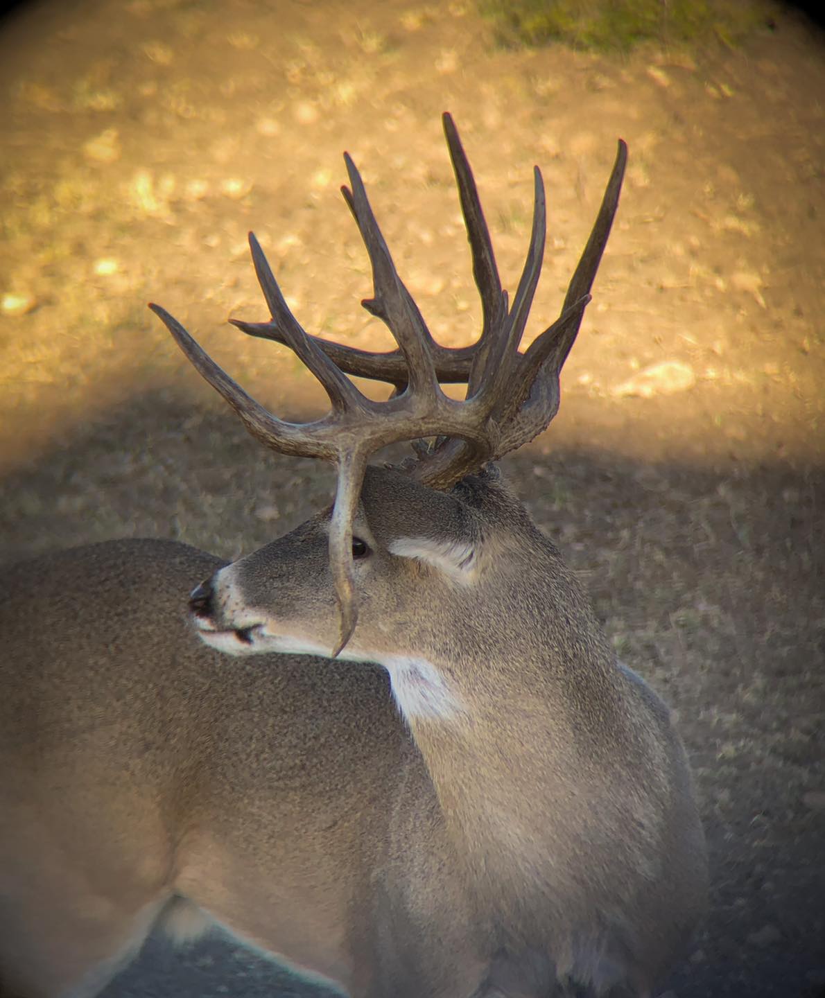 Check out the difference one year... - Record Rack Deer Feed