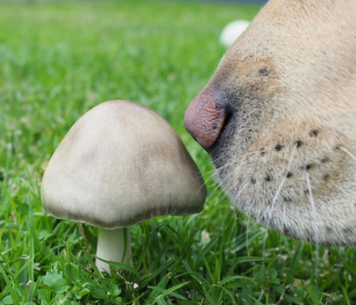 Toorak Road Veterinary Clinic - ⚠️**Poisonous mushrooms, including ...